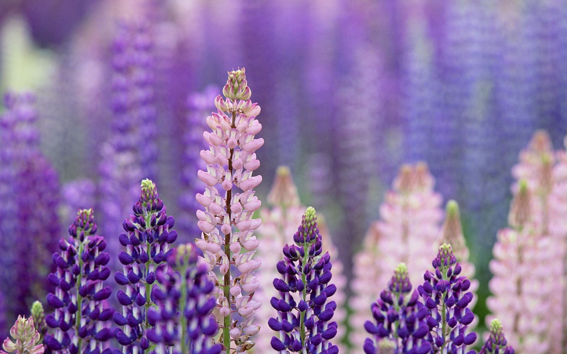 Lupines in meadow, South Island, New Zealand. HQ Wallpaper