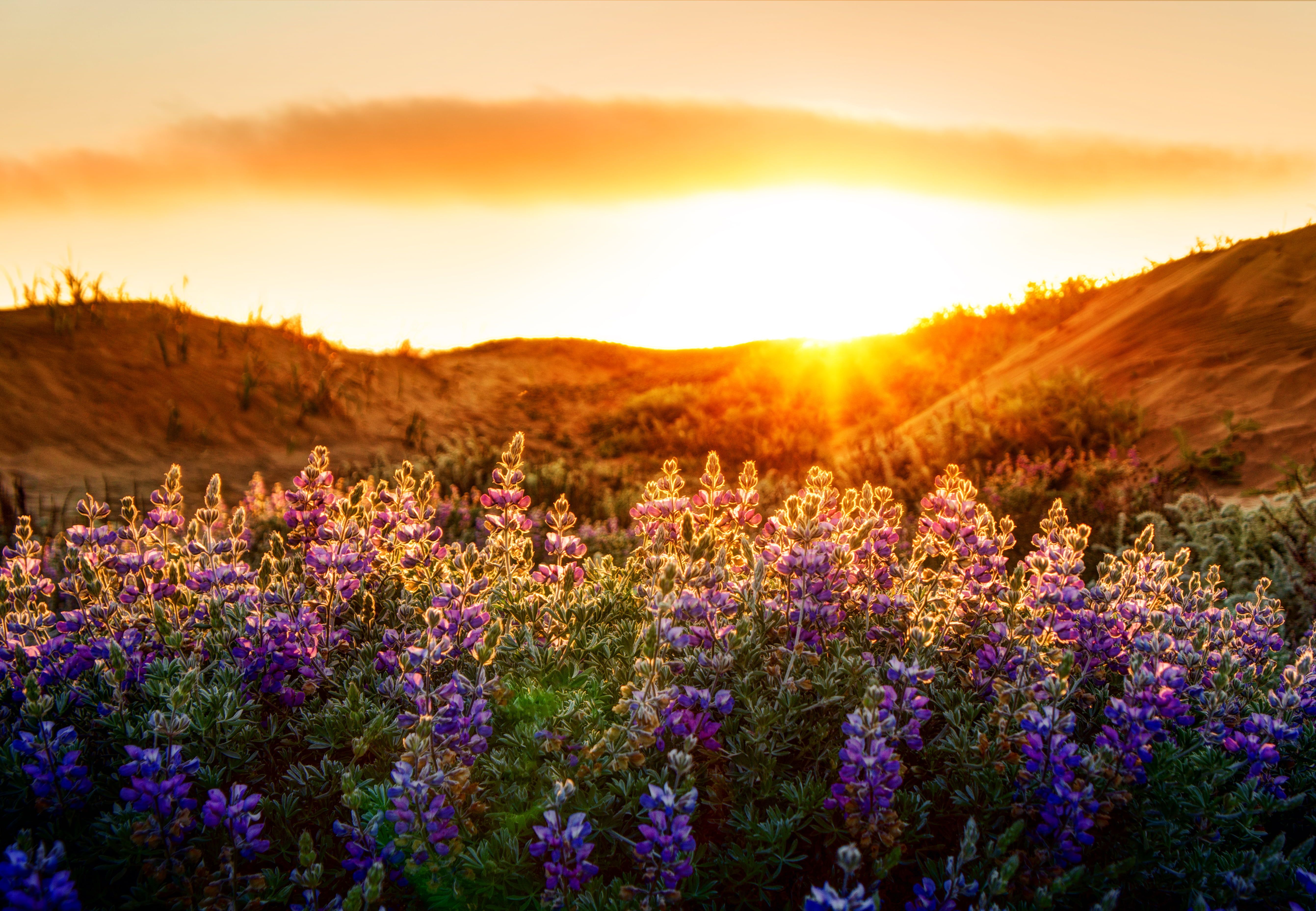 Bed of purple petaled flower with golden hour background, lupines
