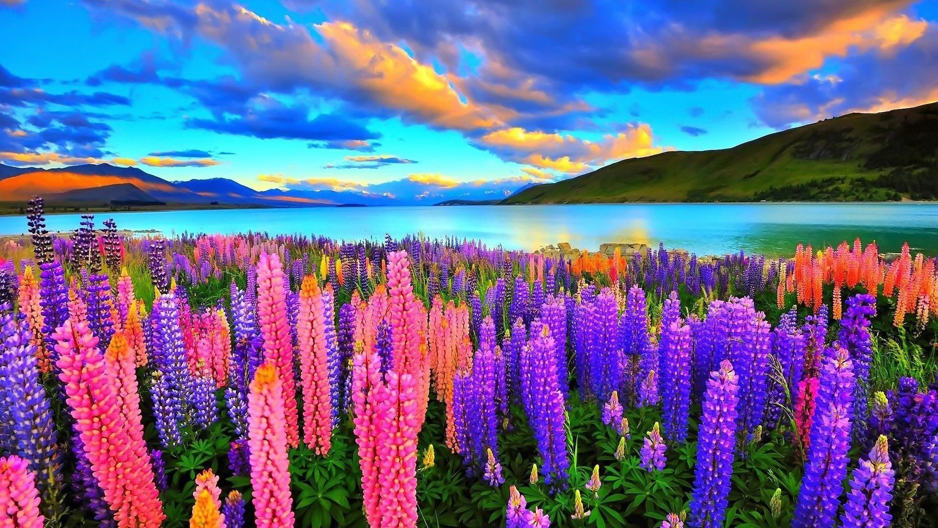 Lupines on the Lake HD Wallpaper. Background Imagex1080