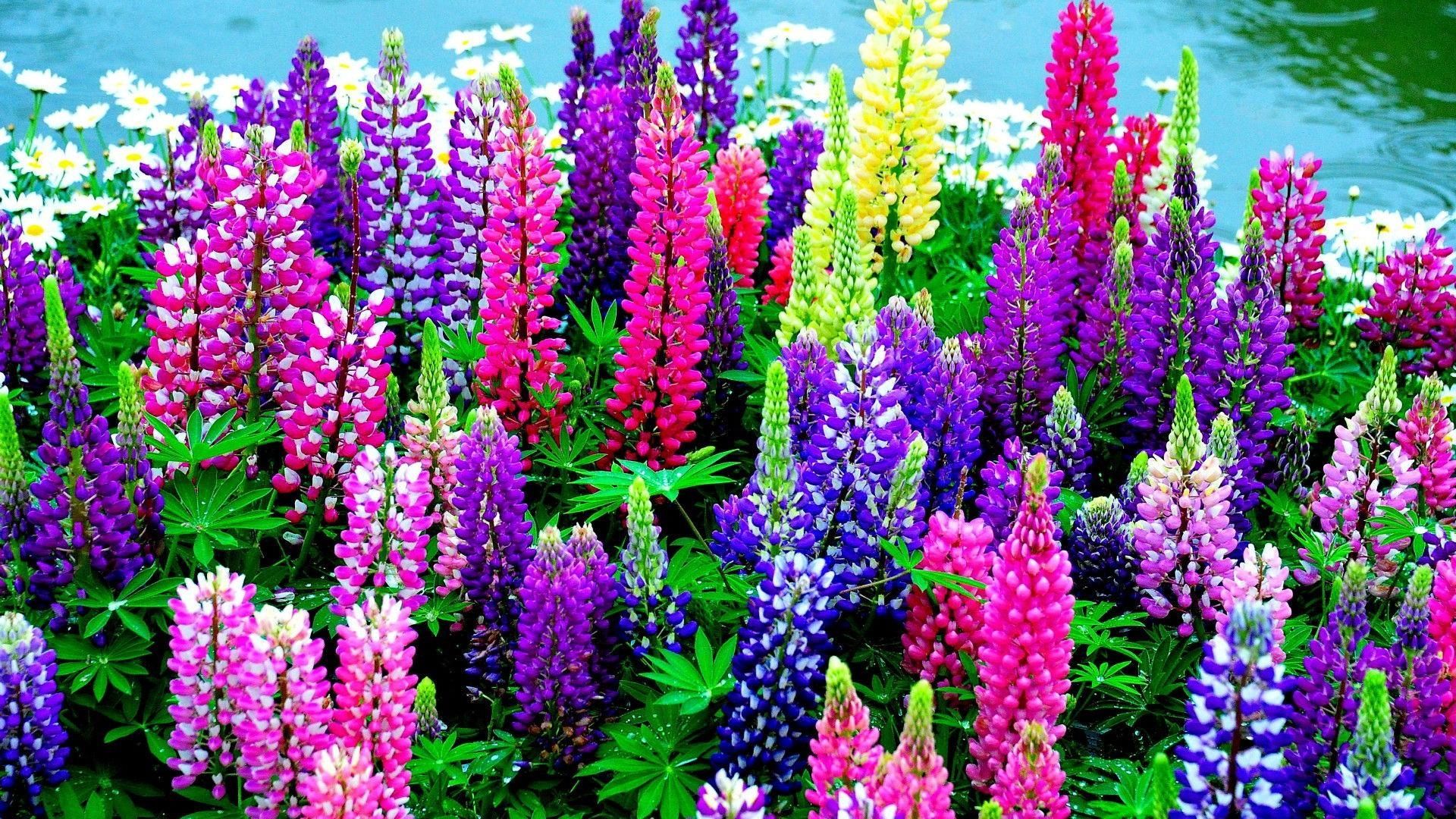 Download wallpaper 1920x1080 lupines, daisies, flowers, colorful
