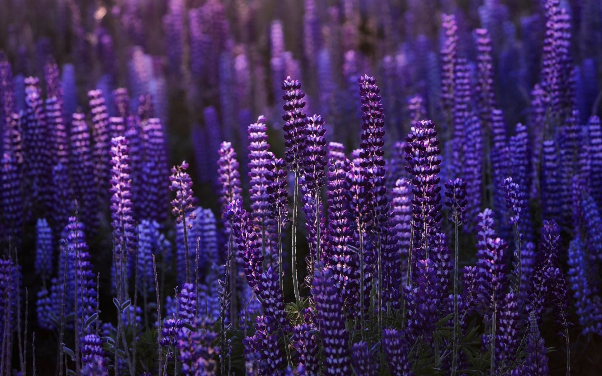 Download wallpaper Lupines, purple wildflowers, evening, sunset