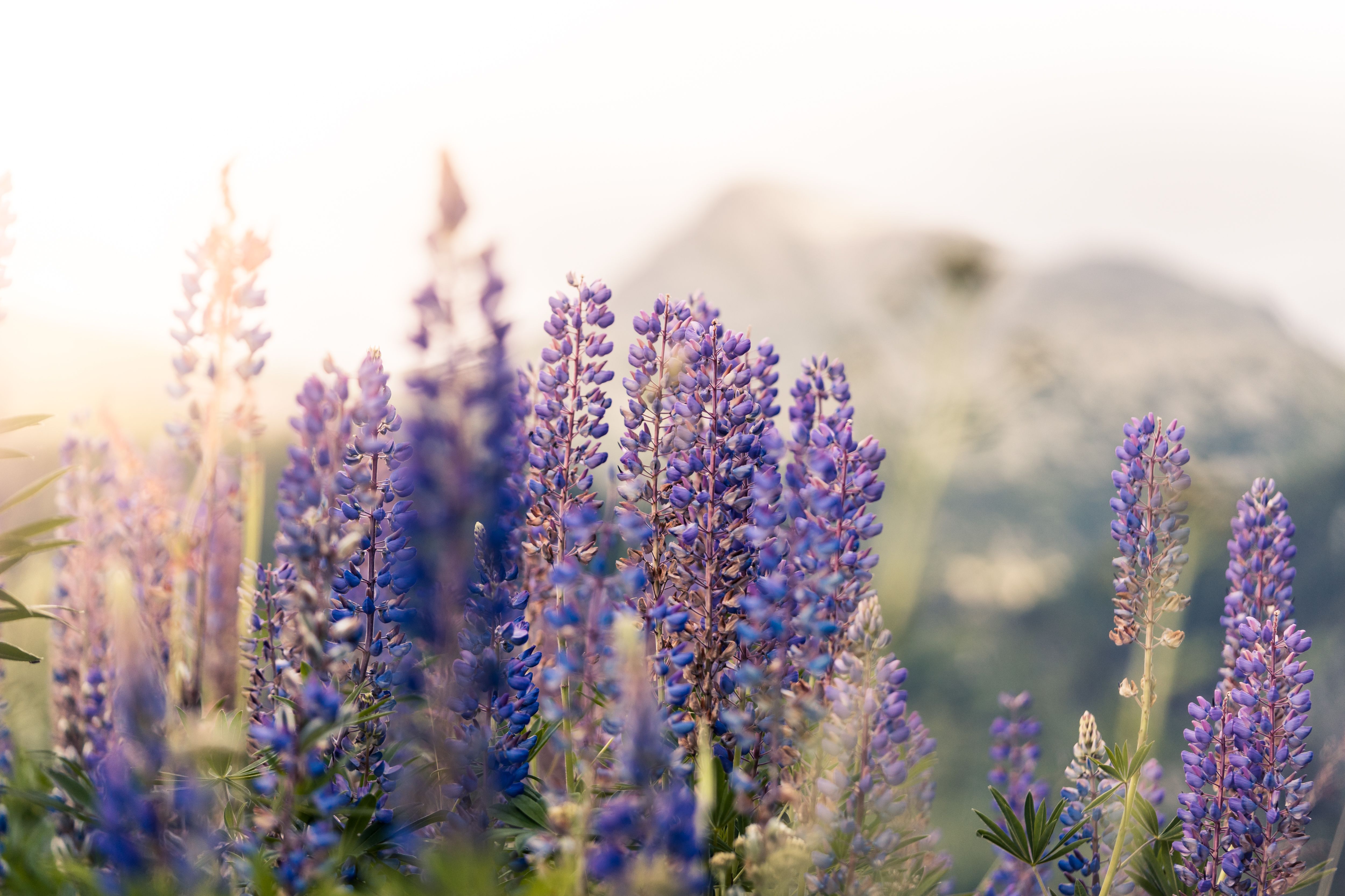 Lupines Mountain Flowers Free