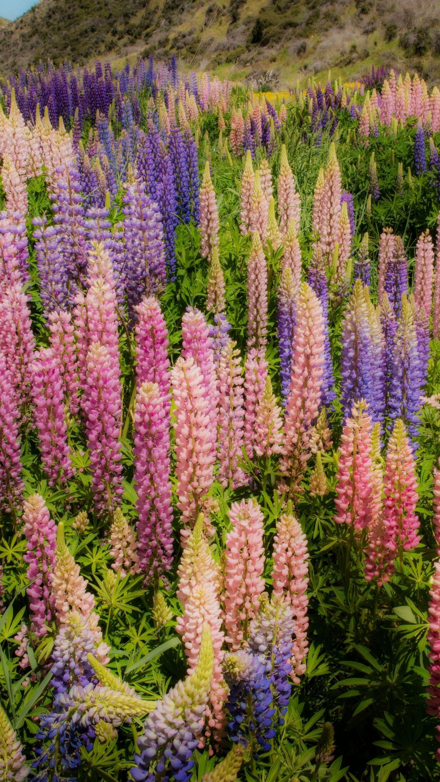 Download wallpaper 1440x2560 lupines, flowers, glade, greens