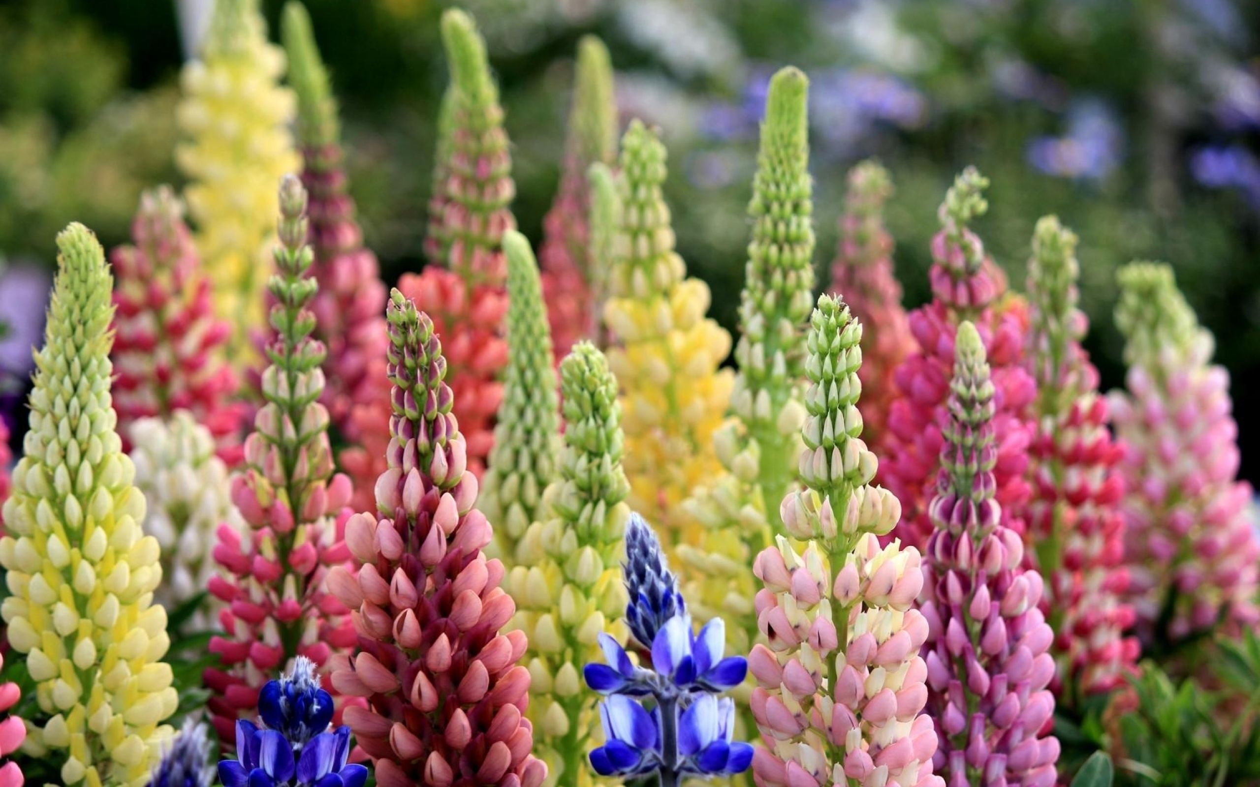 lupines, flowers, colorful 2560x1600 Resolution