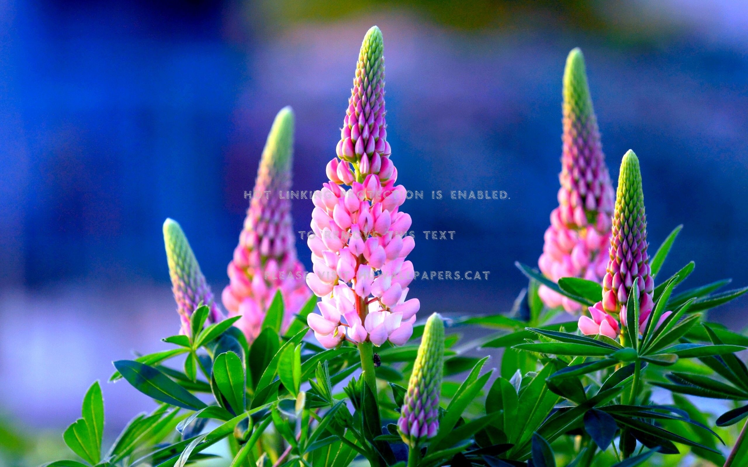 spring lupins nature lupinus flowers