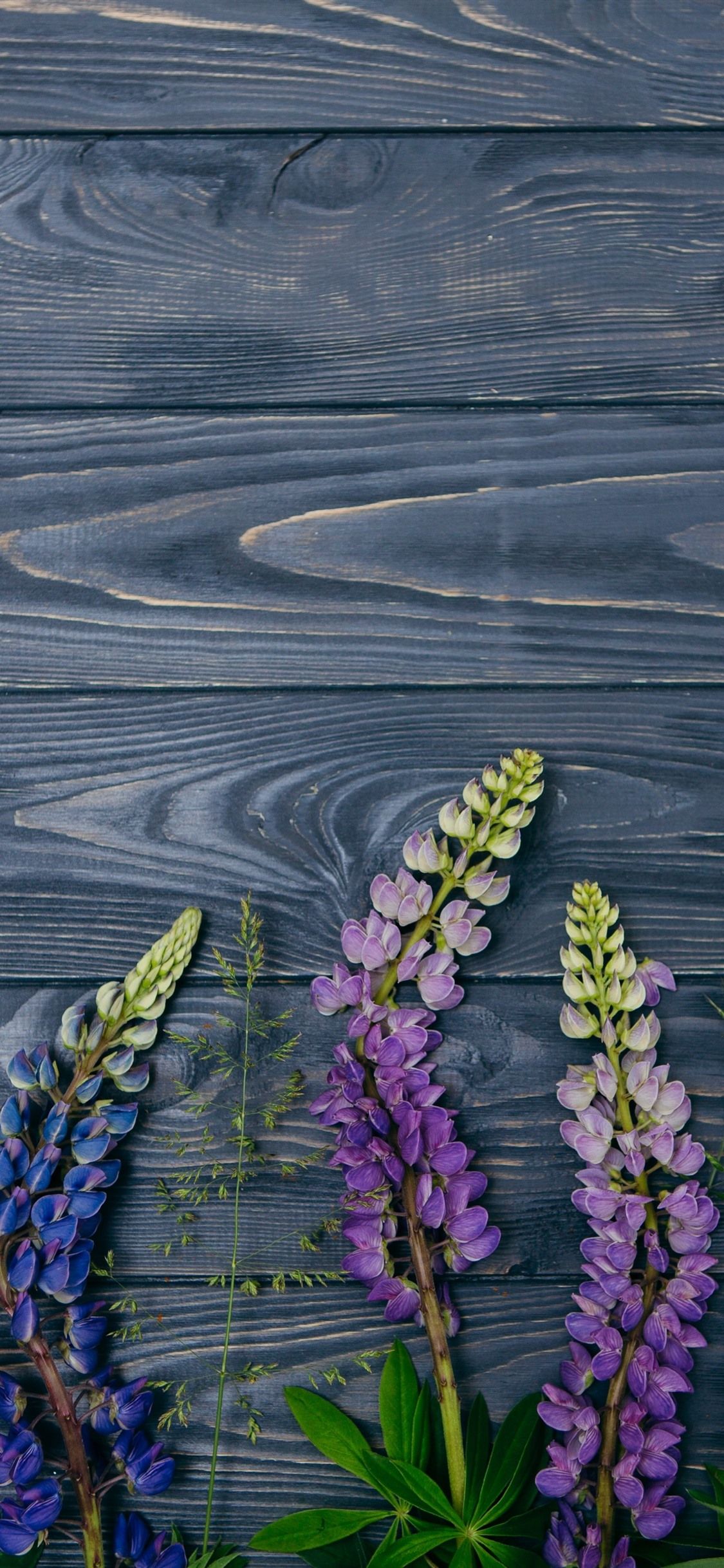 Wallpaper Purple lupine flowers, wood background 3840x2160 UHD 4K
