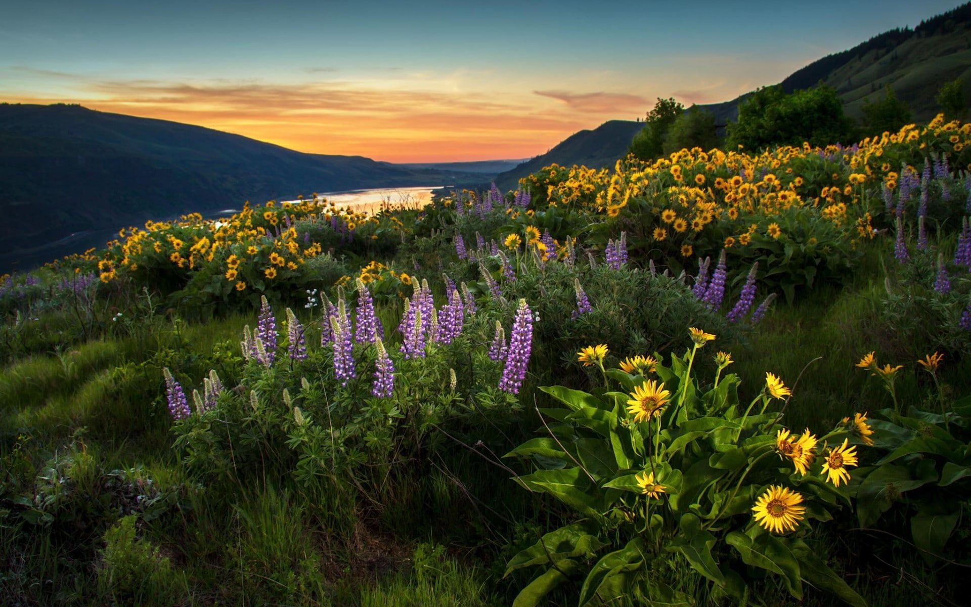 Lupines HD wallpaper free download