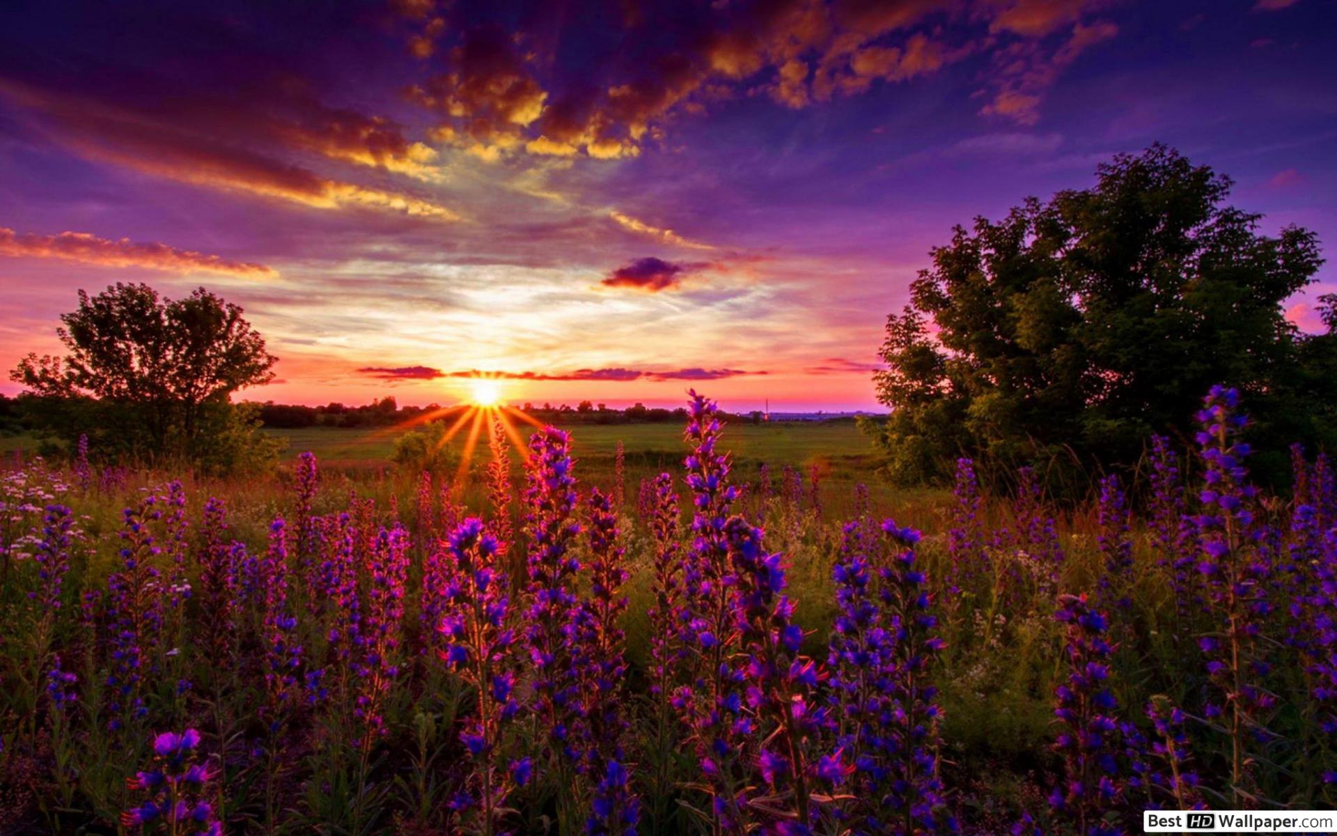 Lupines at Sunset HD wallpaper download