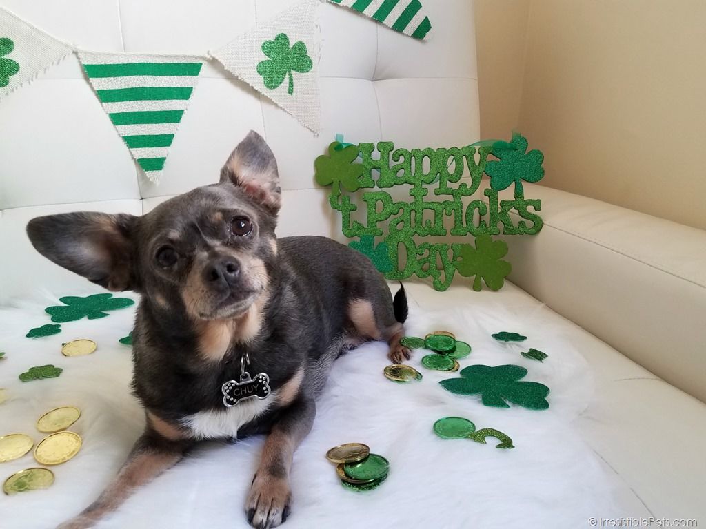 Happy St. Patrick's Day 2017 + Irresistible Links!