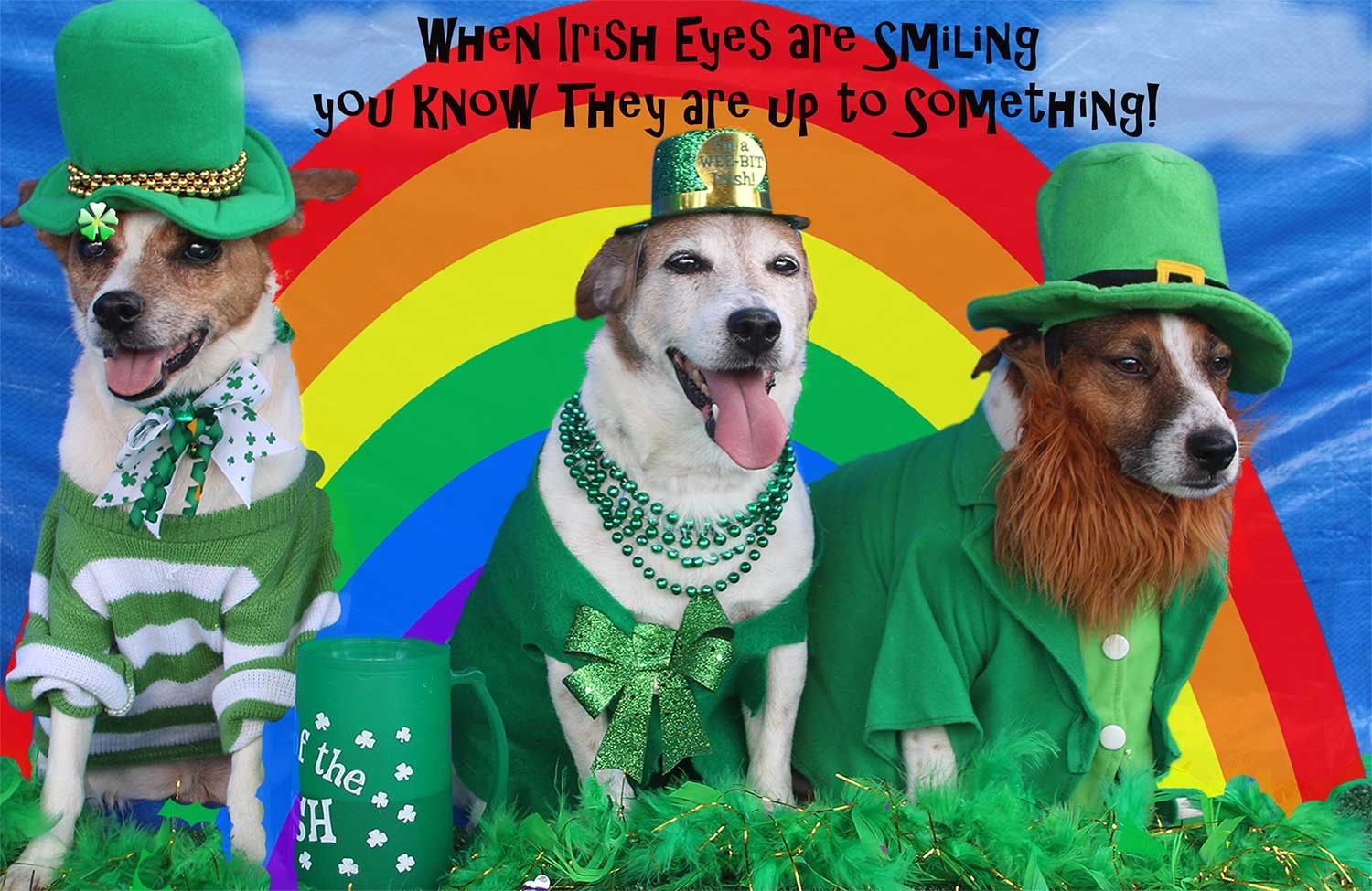 st-patrick-s-day-puppies-wallpapers-wallpaper-cave