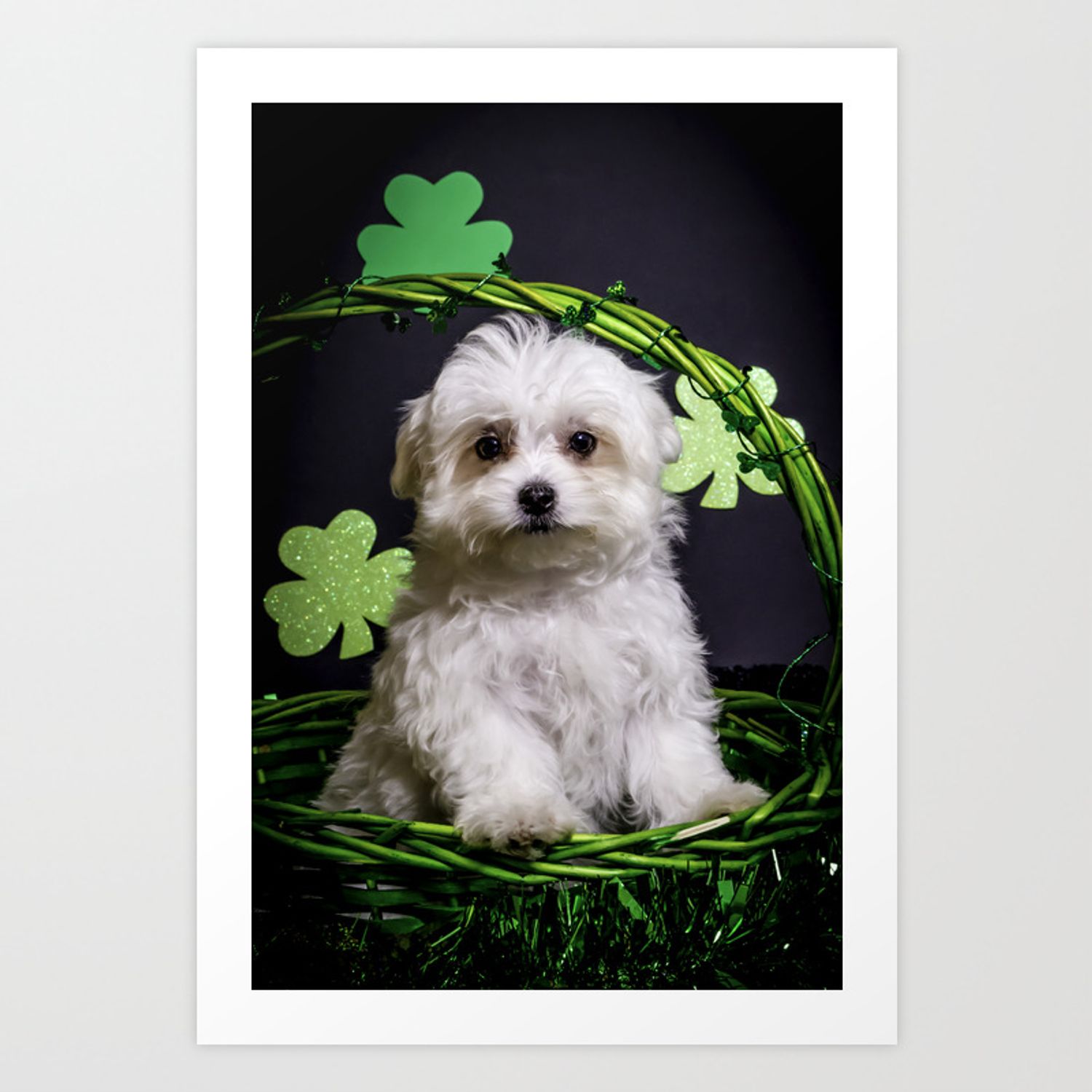 Fluffy White Maltese Puppy Standing in a Green St. Patrick's Day
