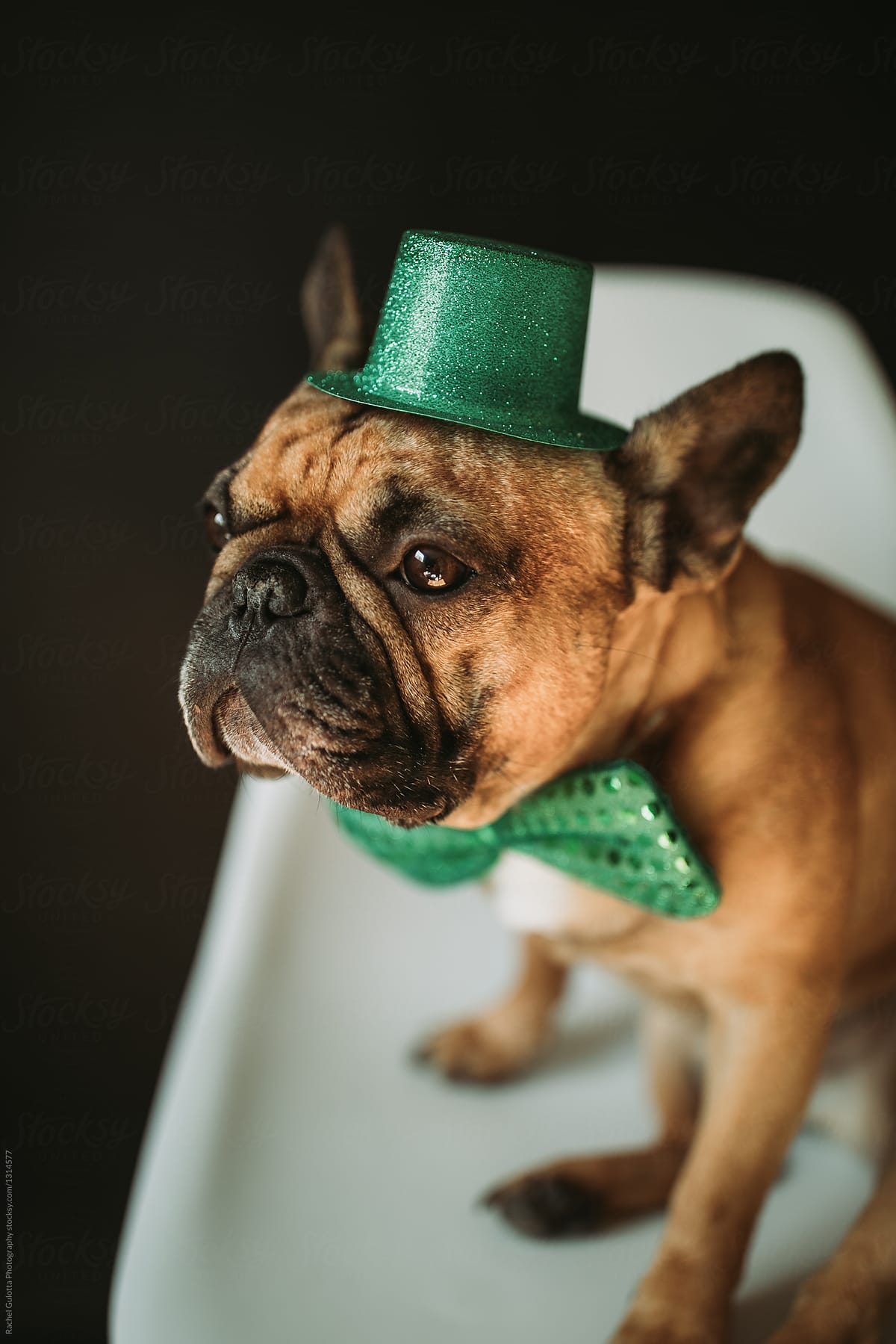 French Bulldog Puppy Dog Dressed as Leprechaun for St. Patrick's