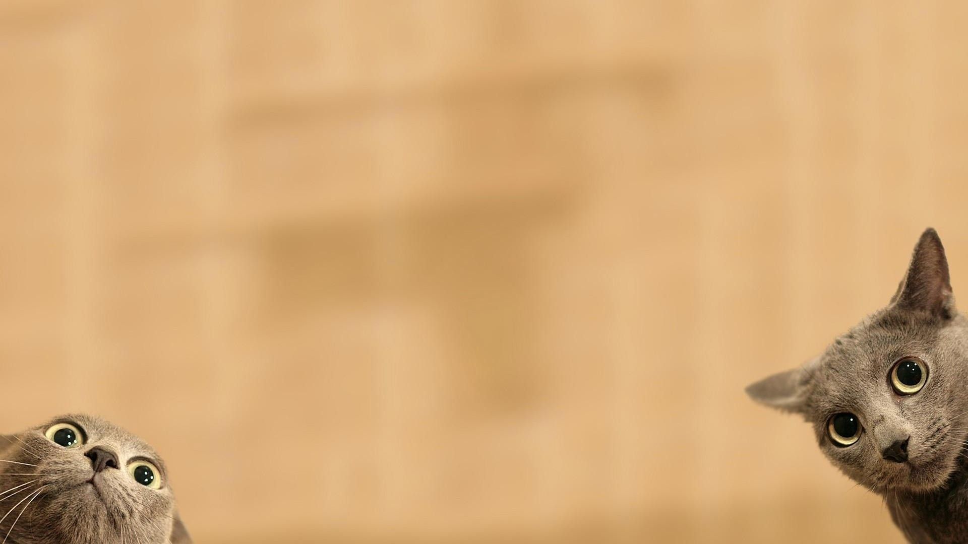 Cat Background Wallpaper