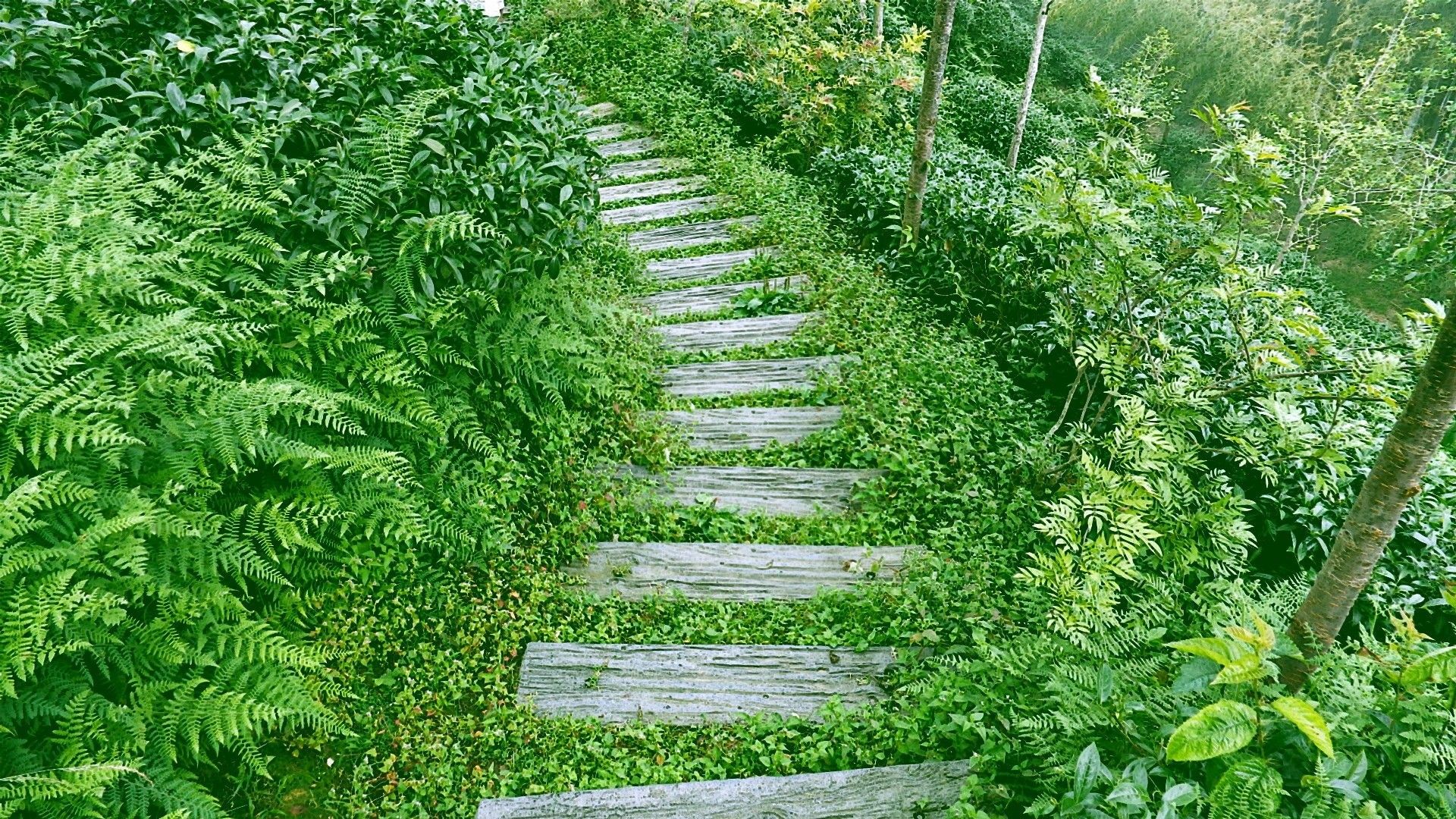 Awesome, Wooden, Path, Full, Screen, HD, Wallpaper, Picture