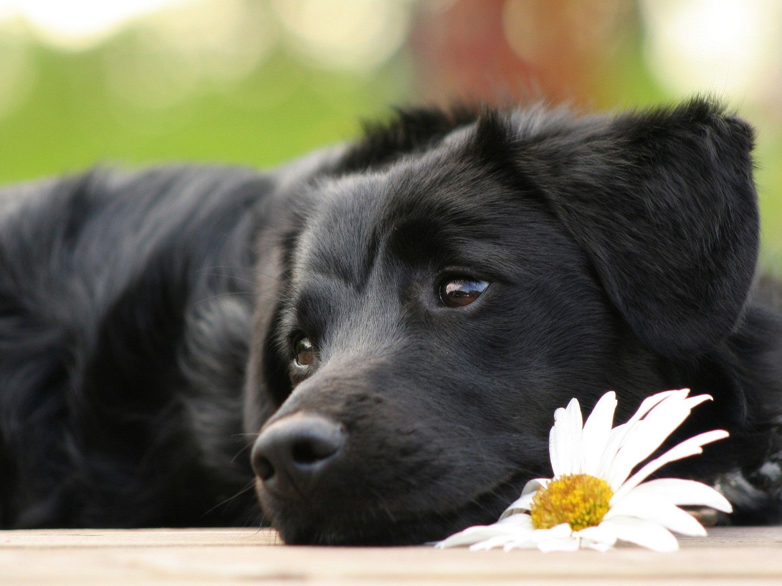 The dog and the flower