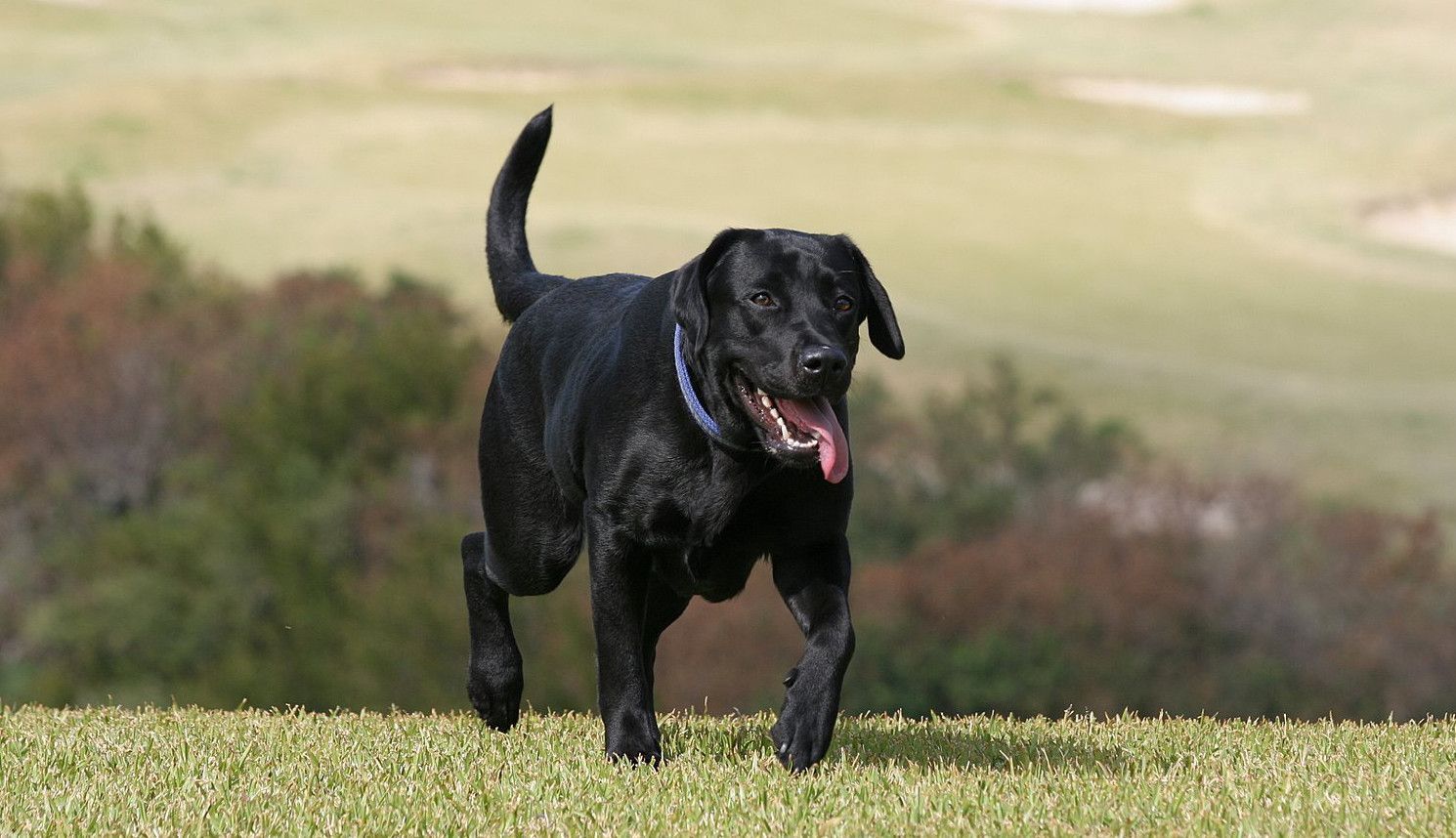 Dog Picture Black Labrador Retriever Running HD Wallpapers