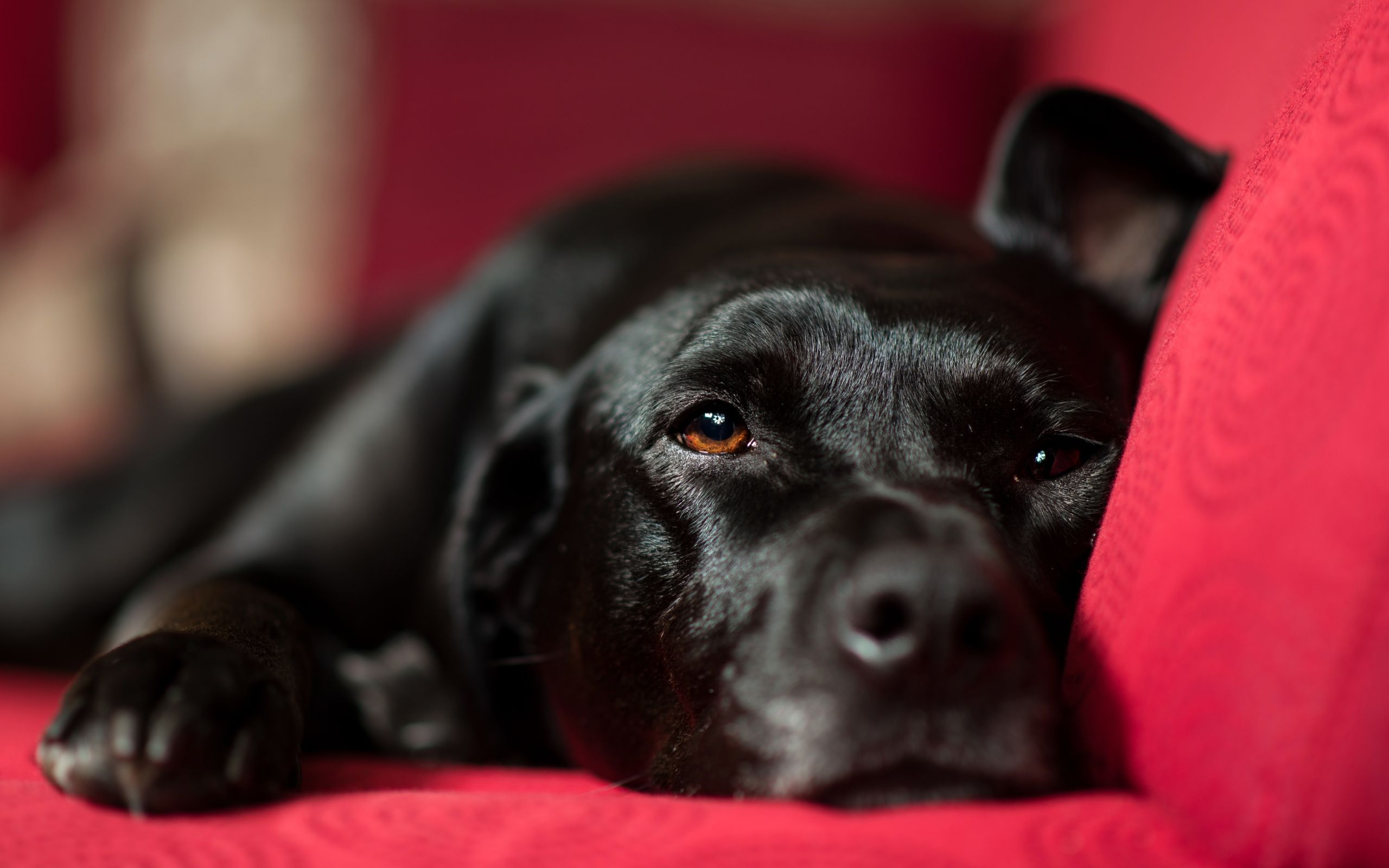 Wallpapers of Dog, Labrador, Pet, Black backgrounds & HD image