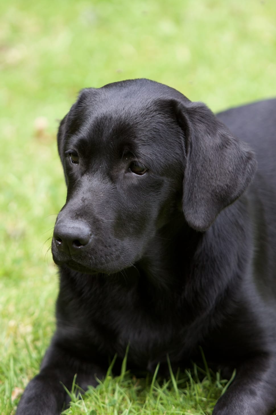 black labrador retriever dog free image