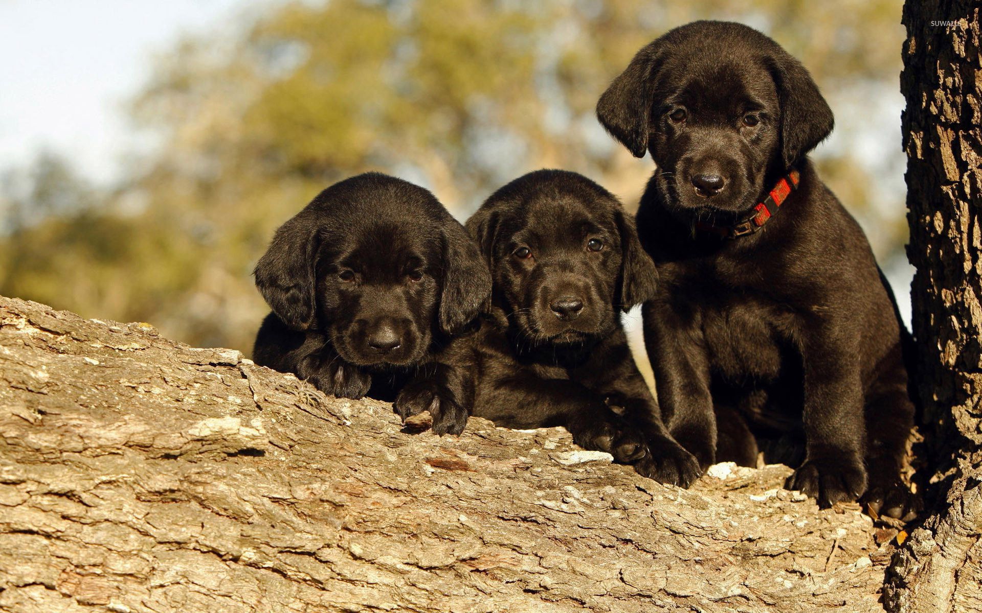 Black Labrador puppies in a tree wallpapers