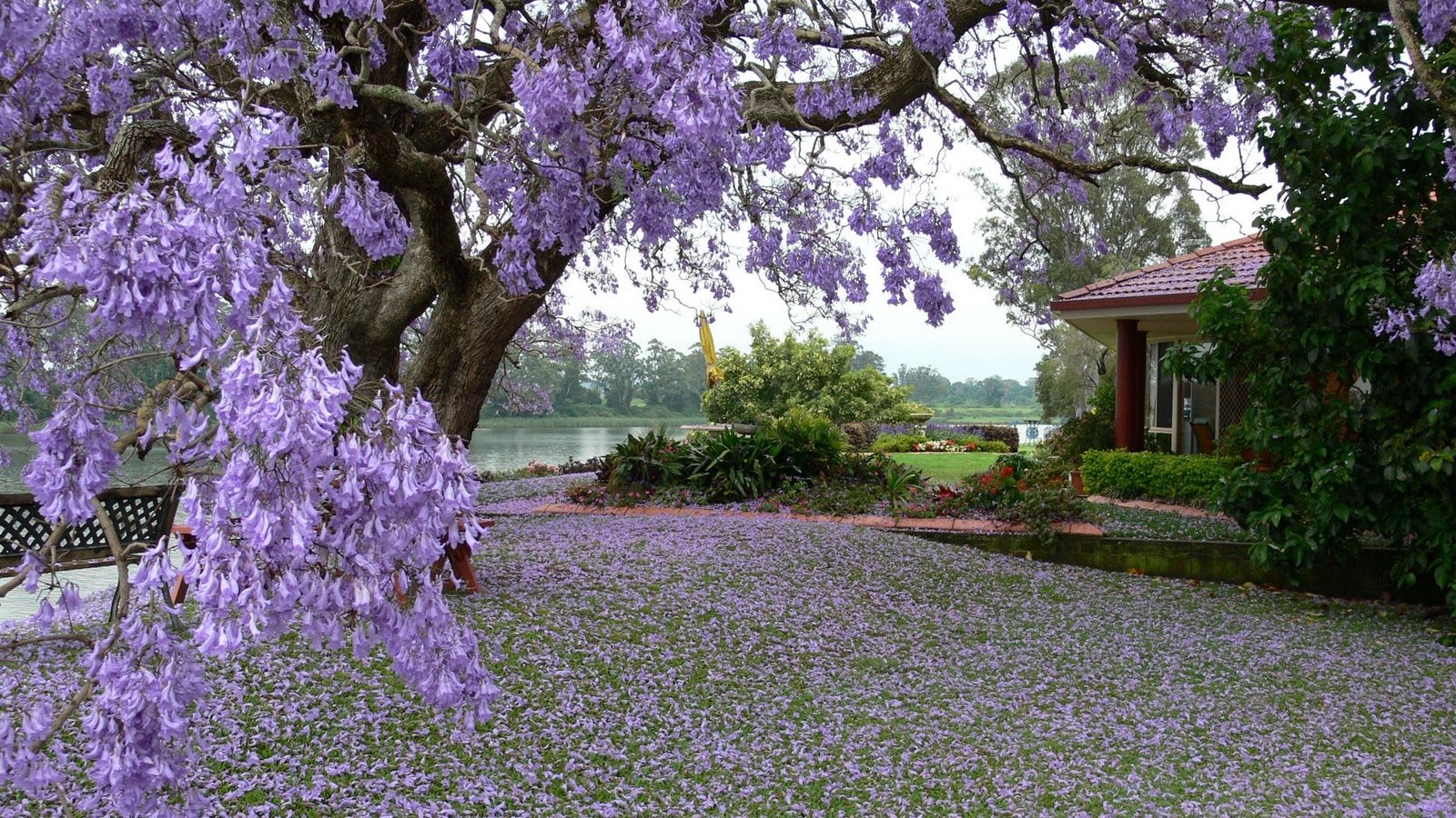 Download wallpaper 1600x900 spring, tree, blossoms, petals, yard
