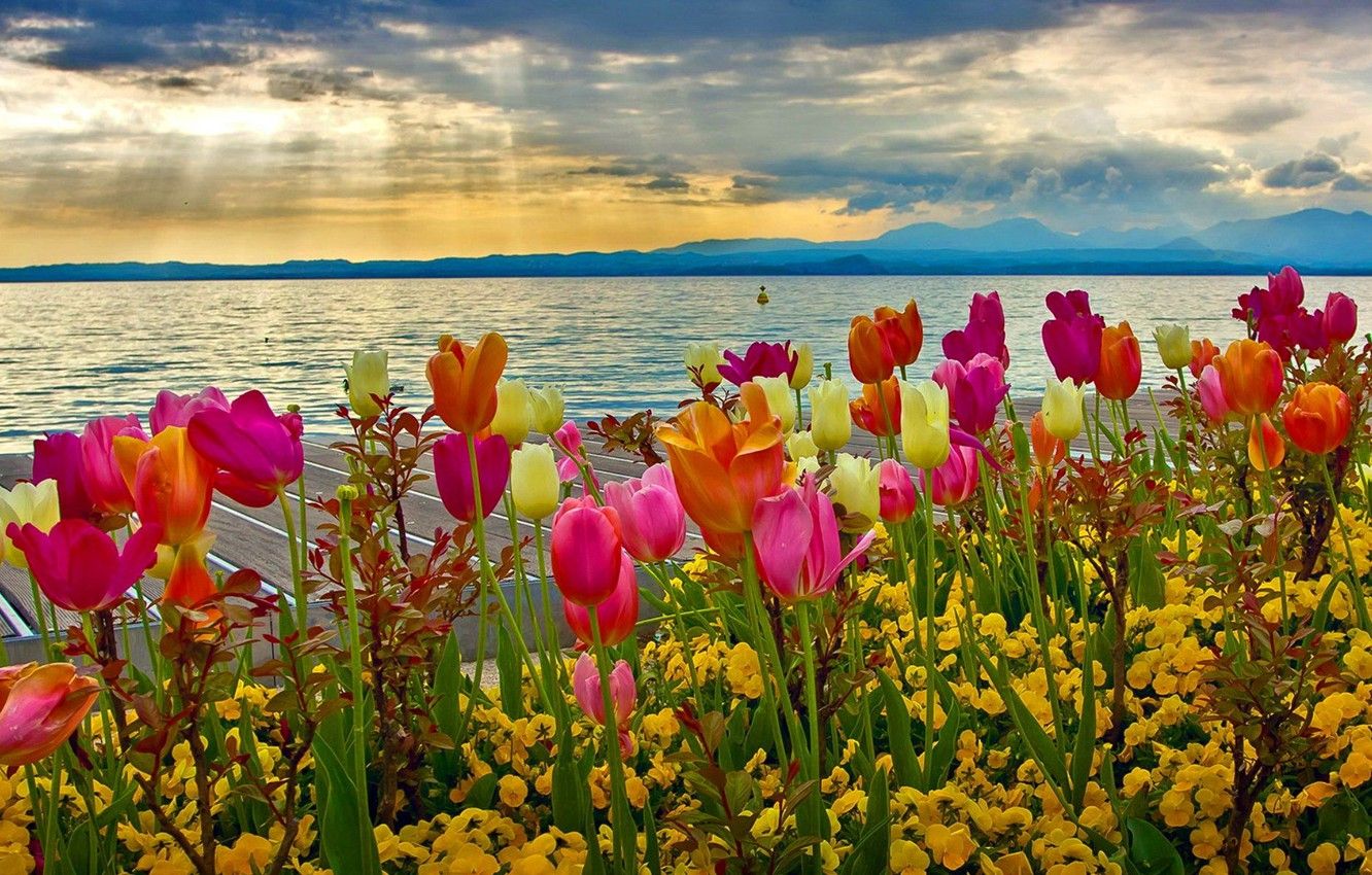 Wallpaper the sky, clouds, flowers, mountains, lake, Italy, tulips
