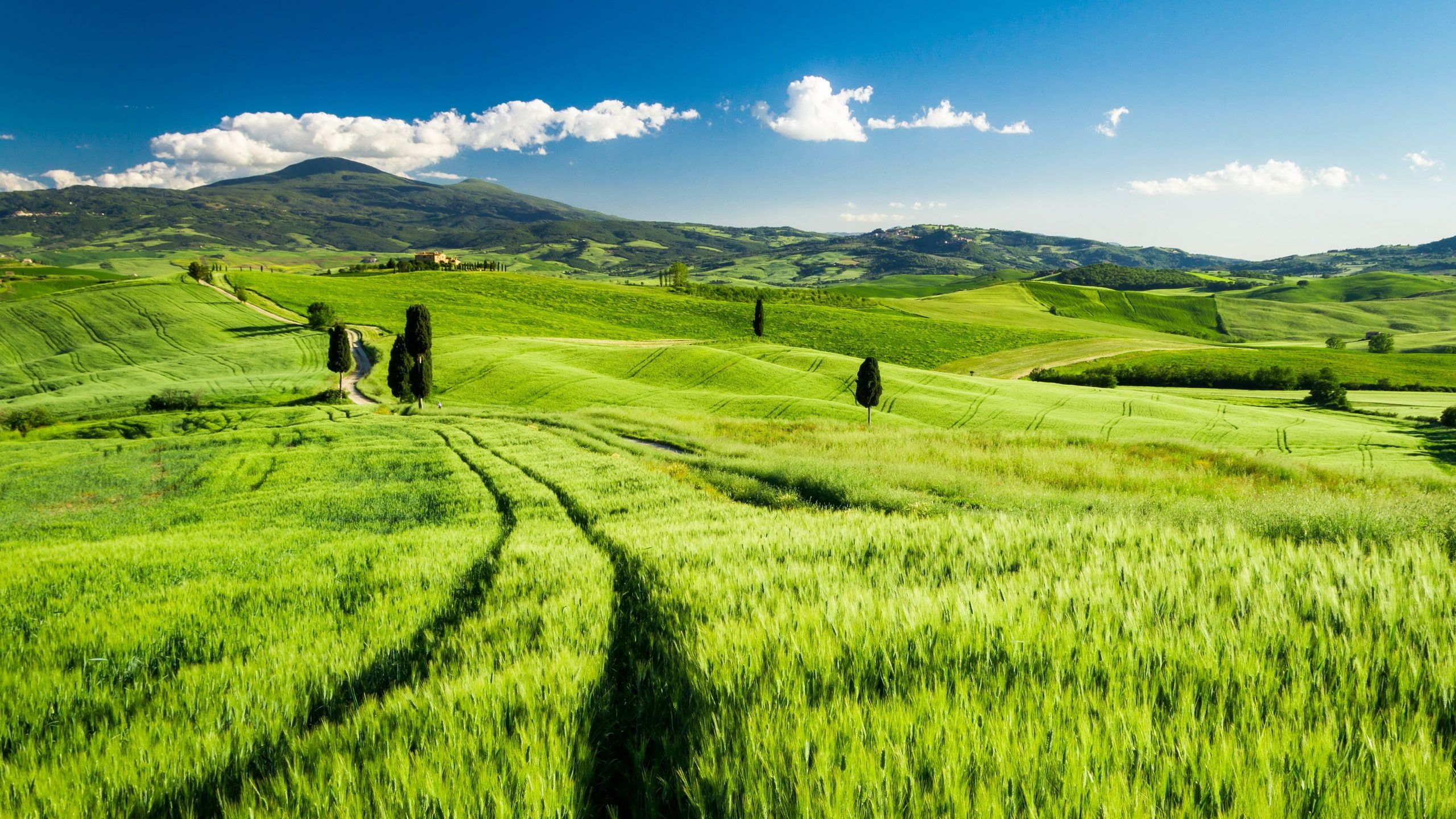 Tuscany, Italy, green fields, spring, Tuscany, Italy, Green