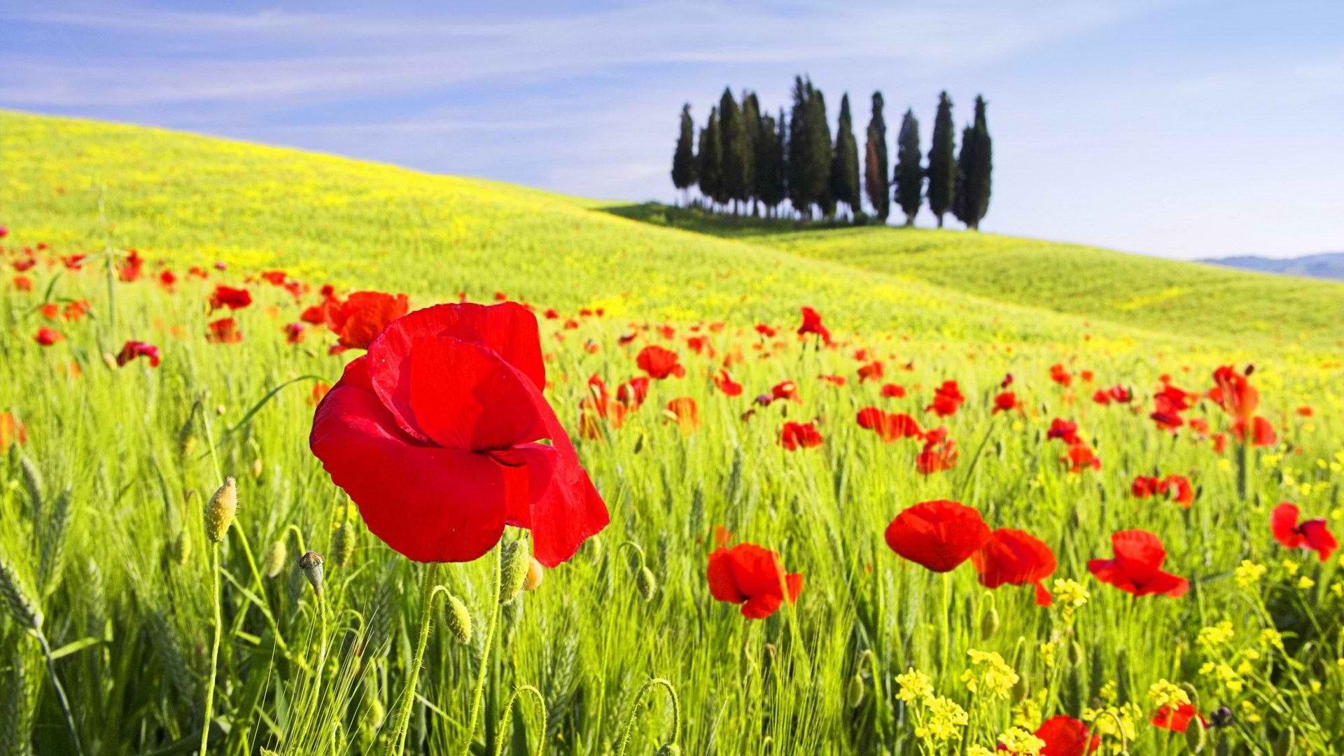 Flowers Italy poppy Tuscany poppies Val d&;Orcia Cipressi