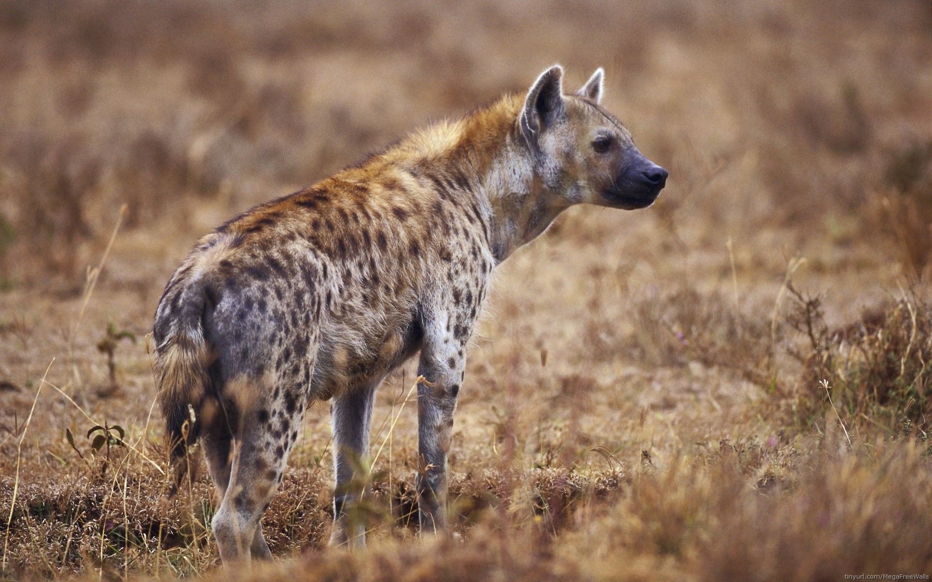 Animal Spotted Hyena HD Wallpaper