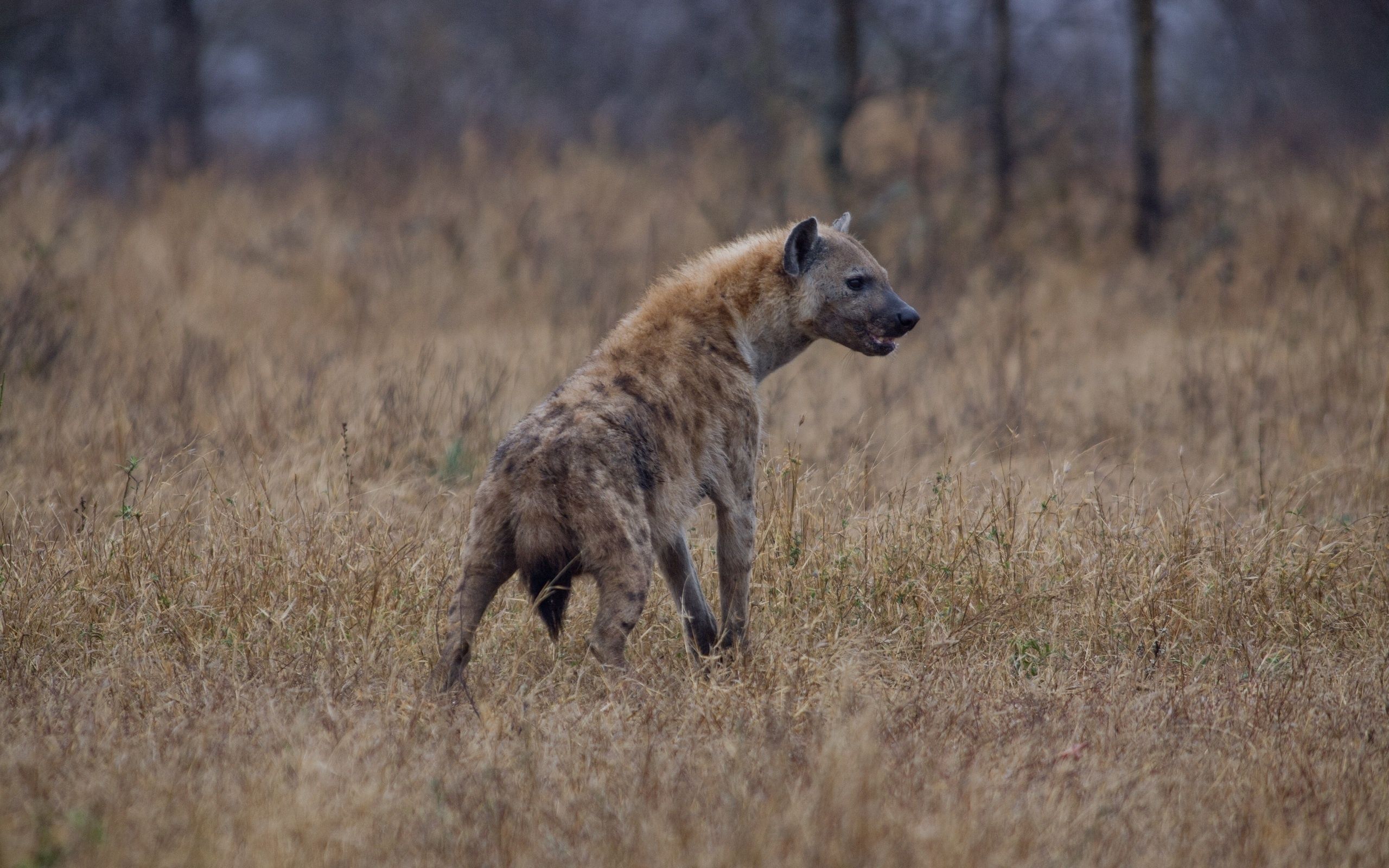 Hyena HD Wallpaper and Background Image