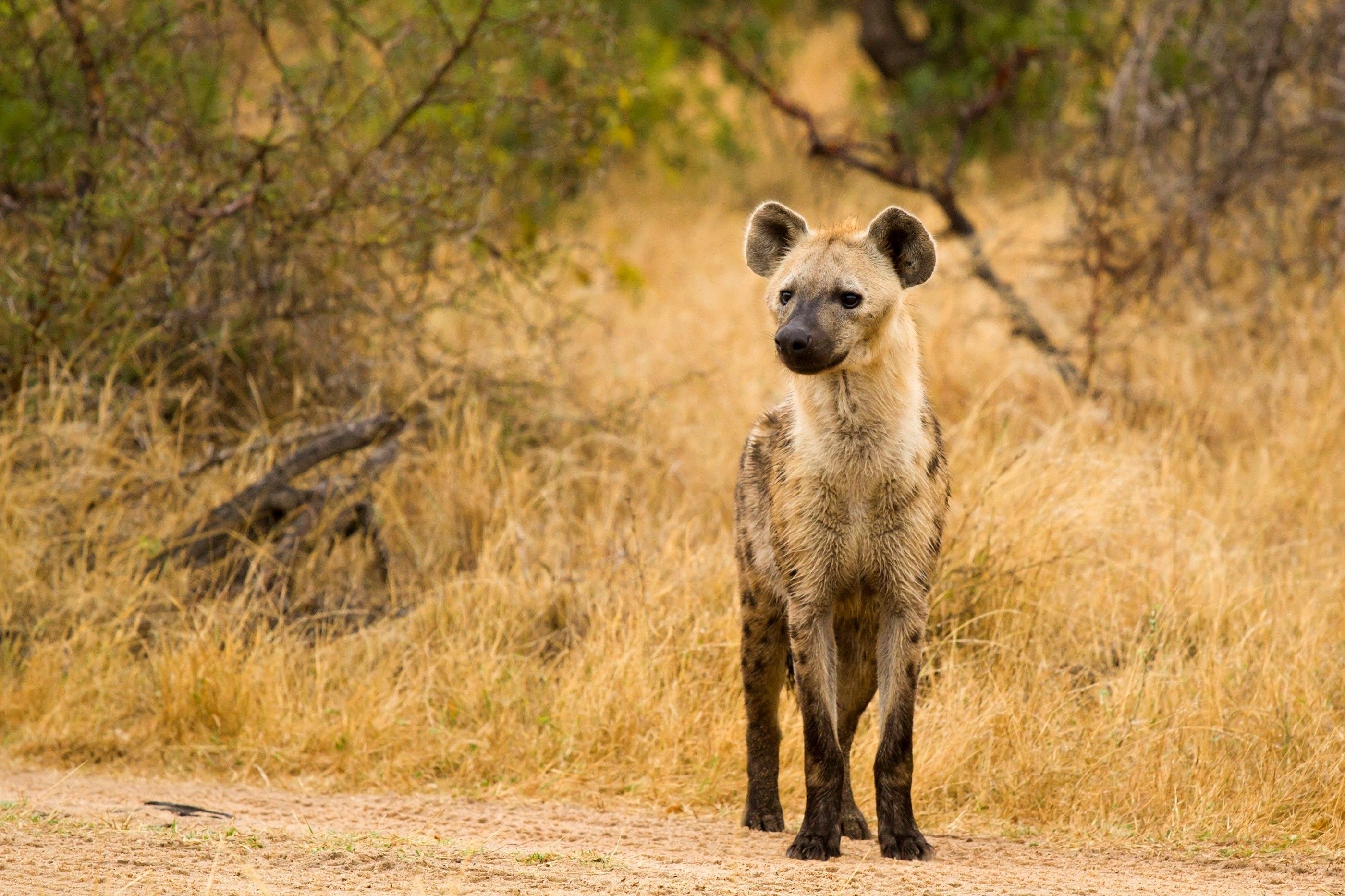 Face of fierce fantasy hyena warrior, close up front view on Craiyon