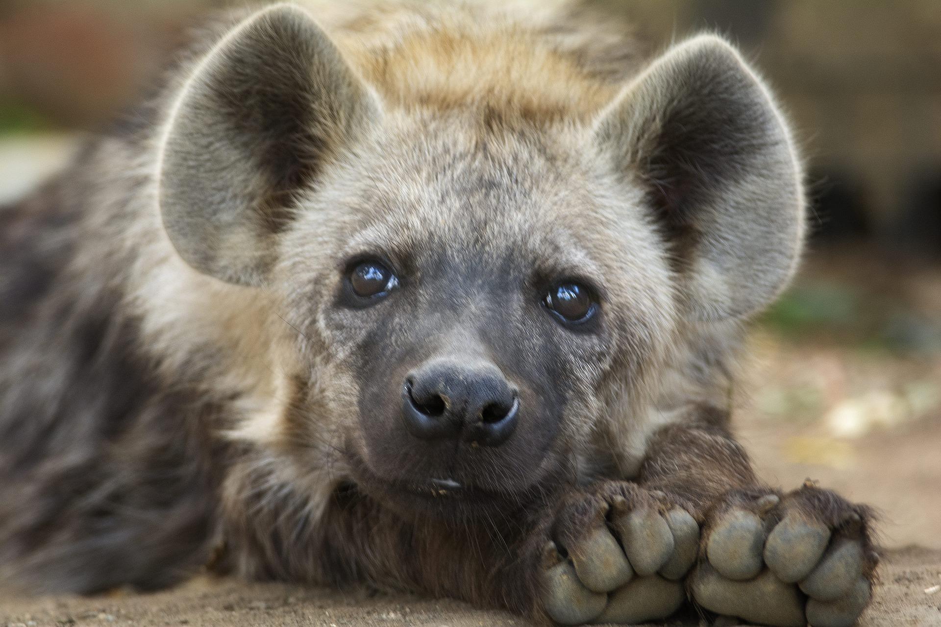 Hyena Wallpaper HD for Android