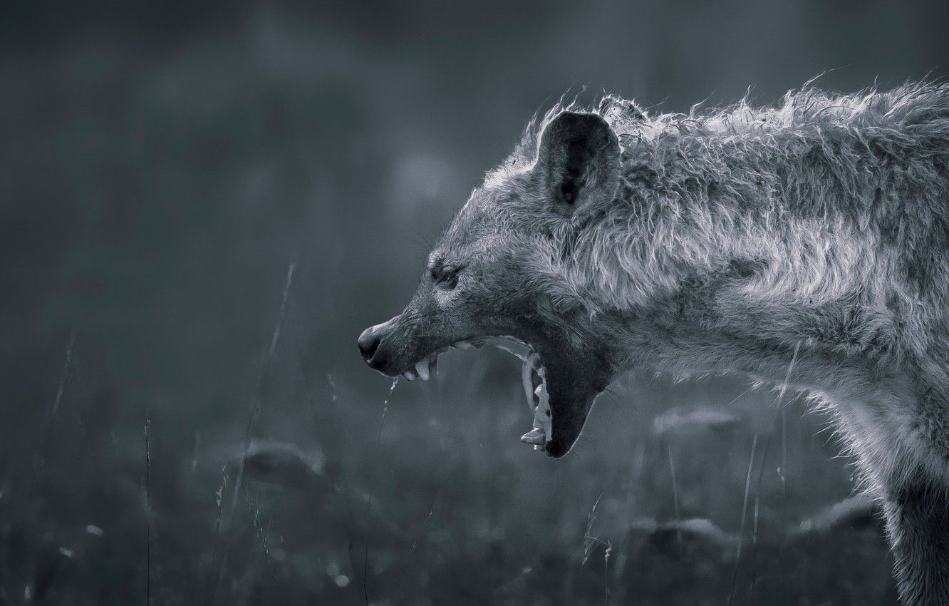 Wallpaper teeth, mouth, hyena, Hyena image for desktop, section