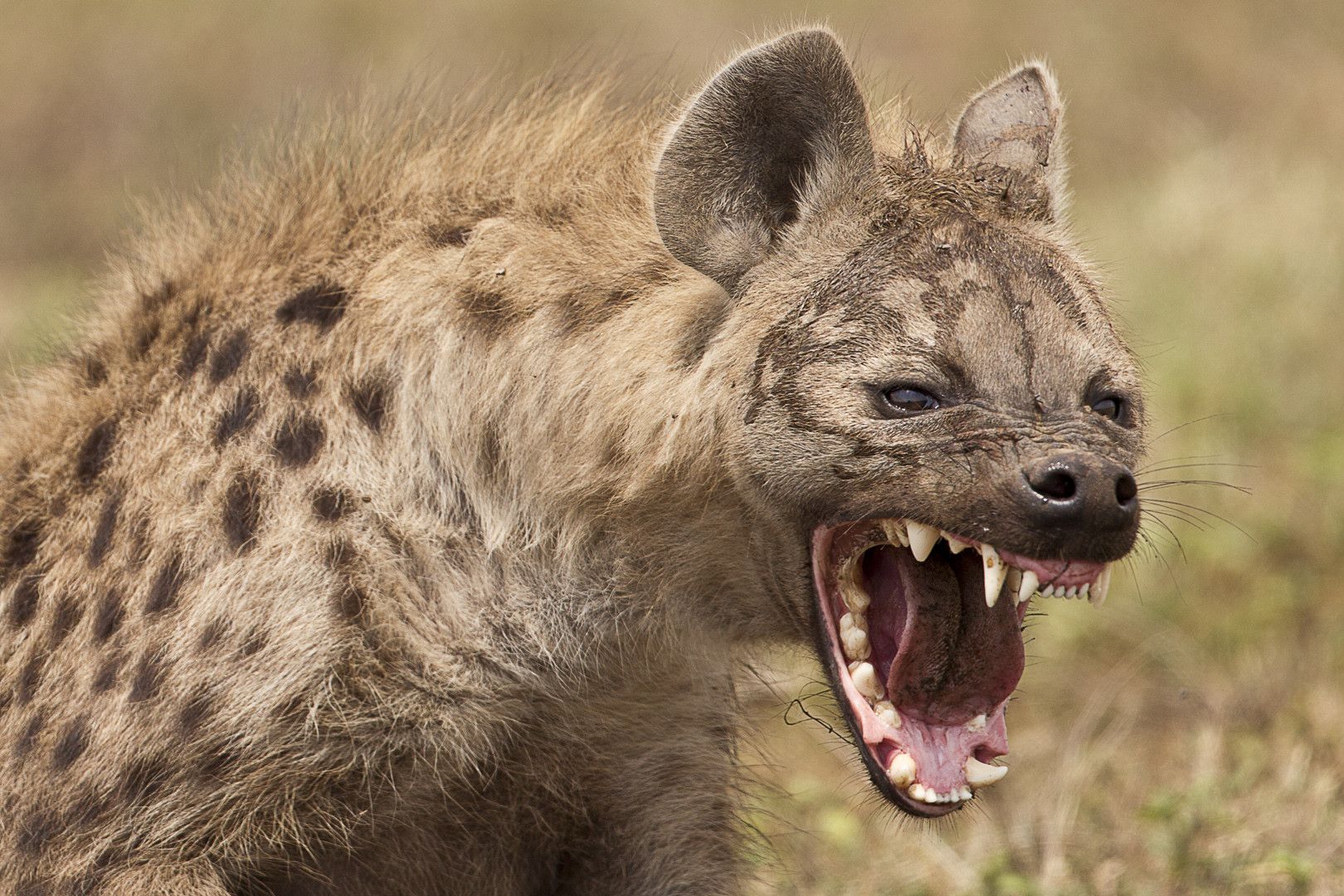 hyena Wallpaper HD / Desktop and Mobile Background