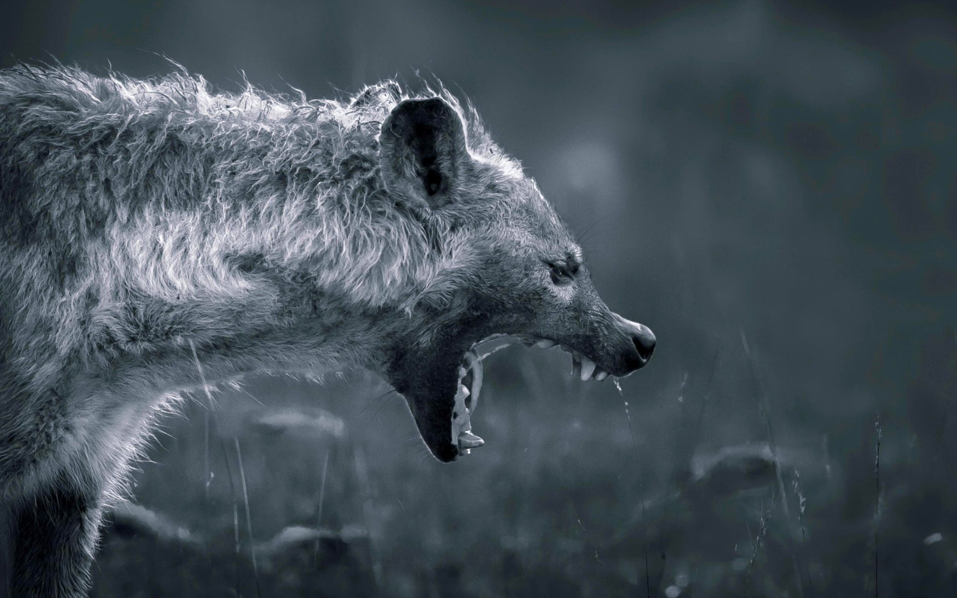 Free download Hyena on Hunting Wallpaper for Widescreen Desktop PC