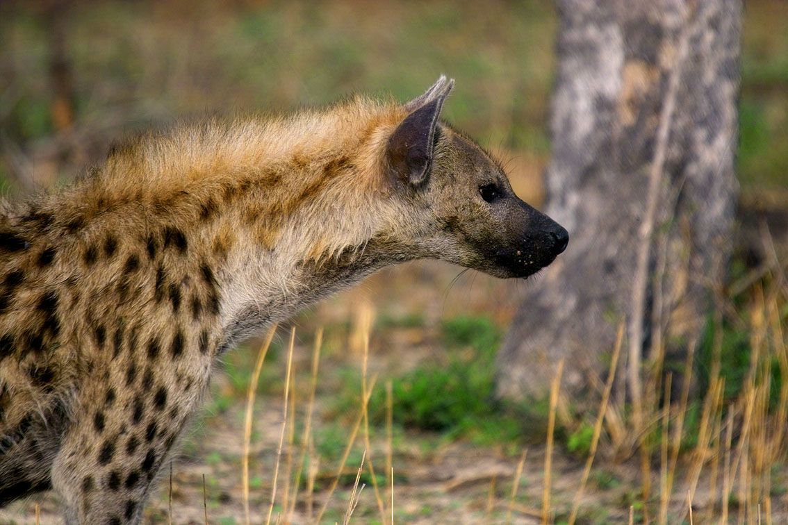 Free download Hyena Wallpaper [1134x756] for your Desktop, Mobile