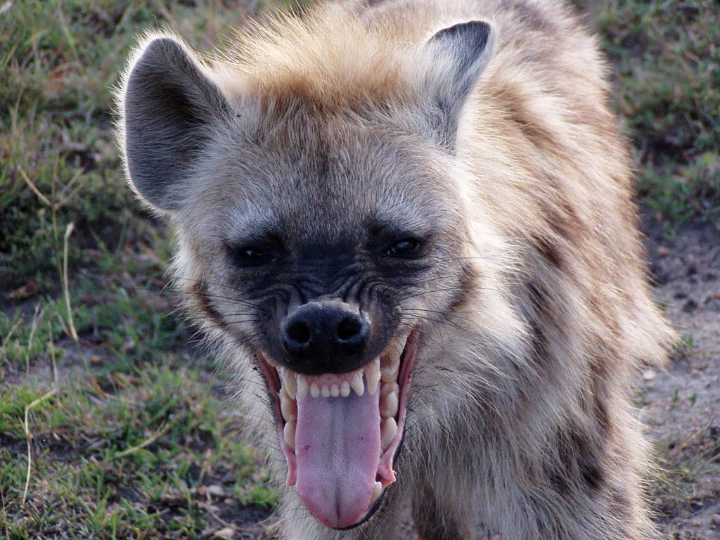 Free Hyena Wallpaper