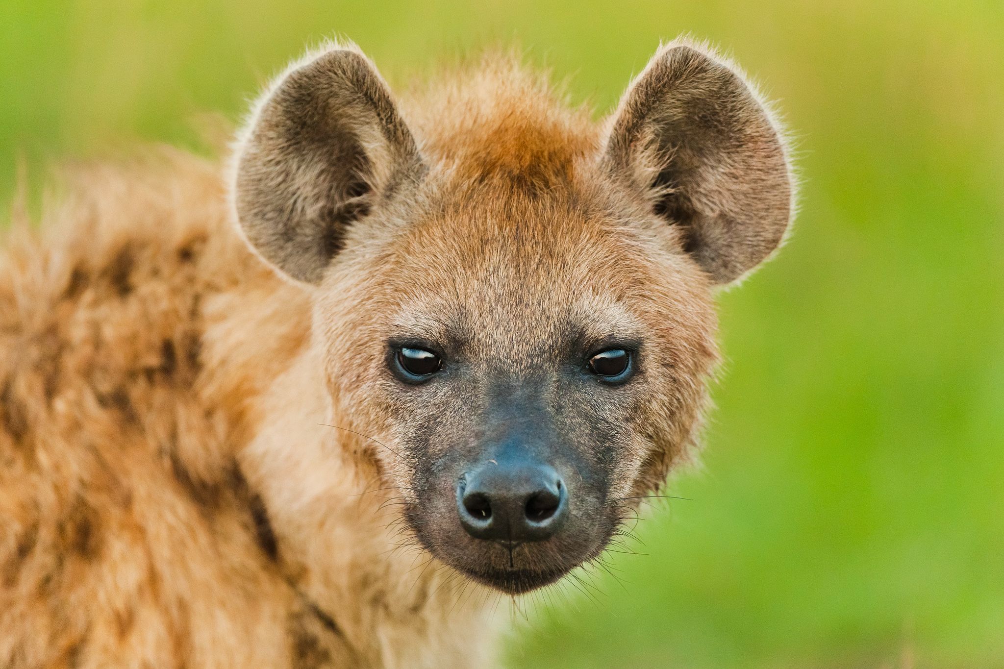 Bacteria Power Social Lives of Hyenas. Hyena, Hyena animal, Animals