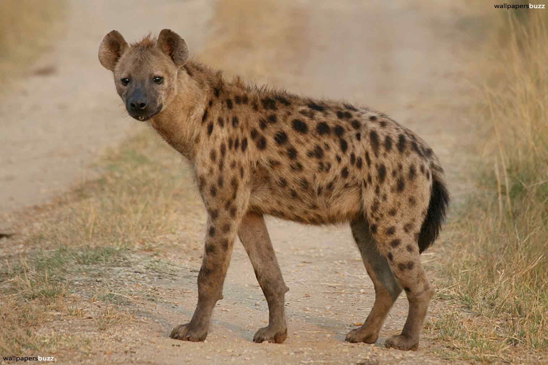 Hyena on the road HD Wallpaper
