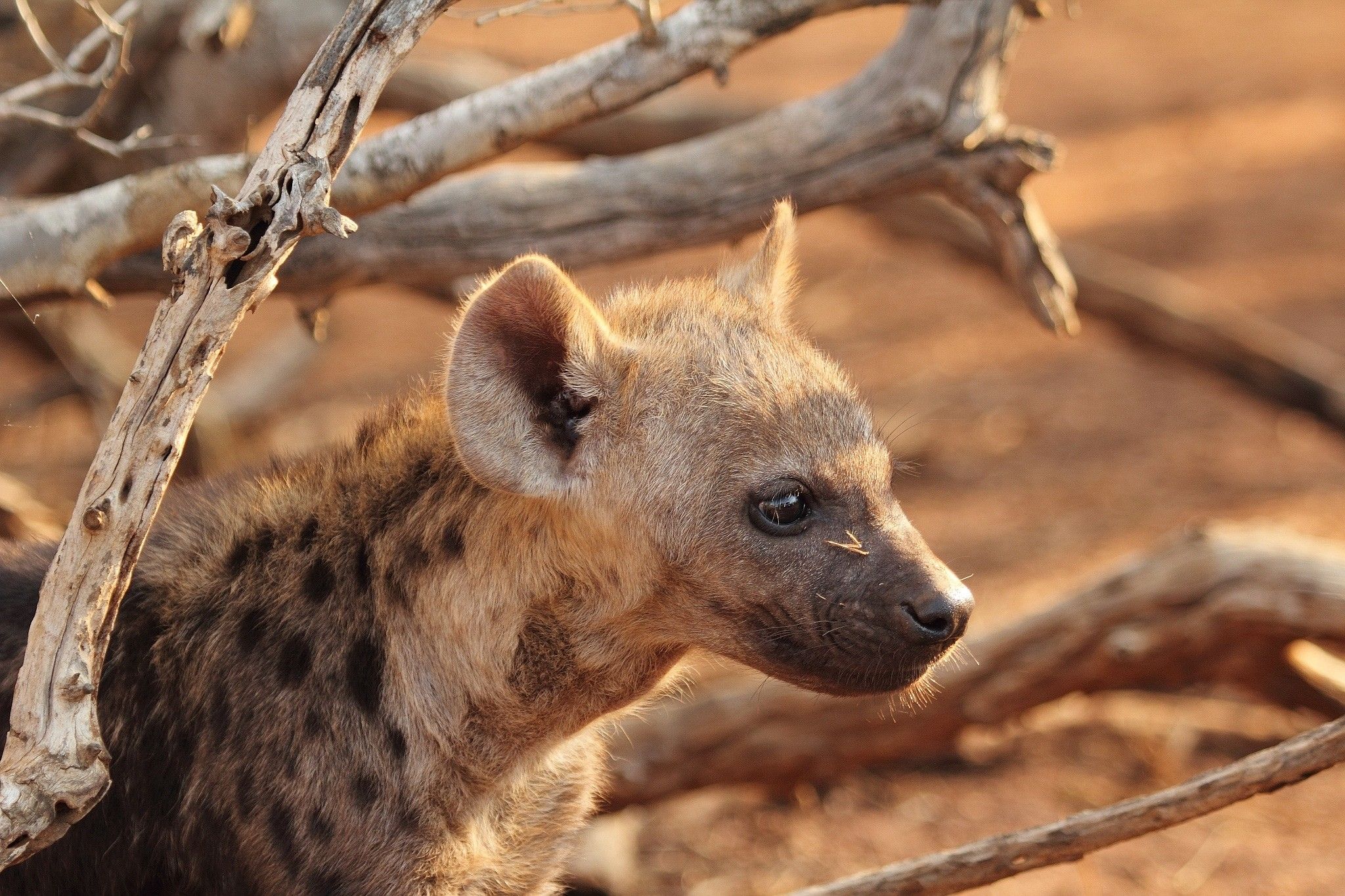 Hyena Wallpaper