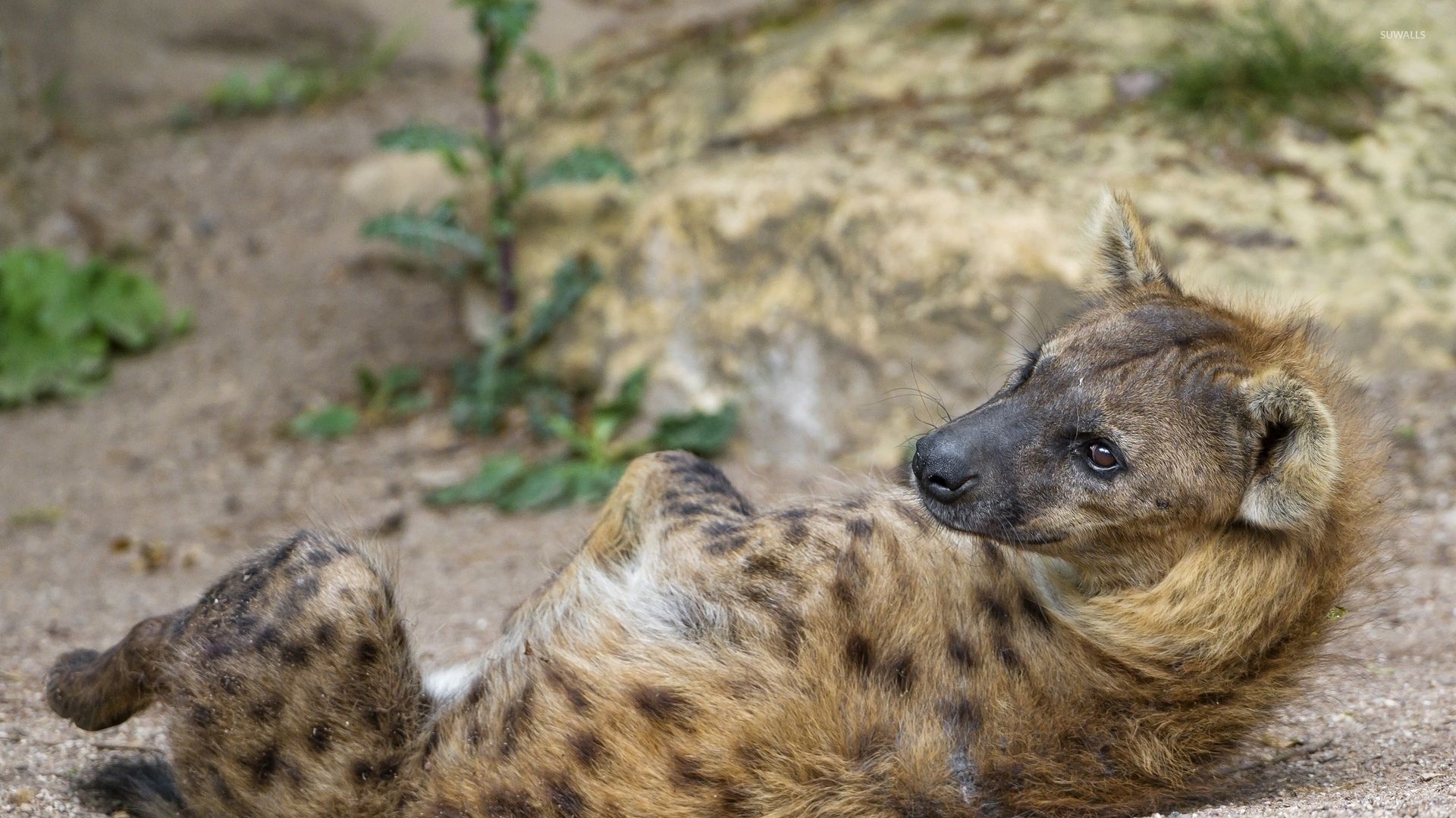 Hyena [2] wallpaper wallpaper