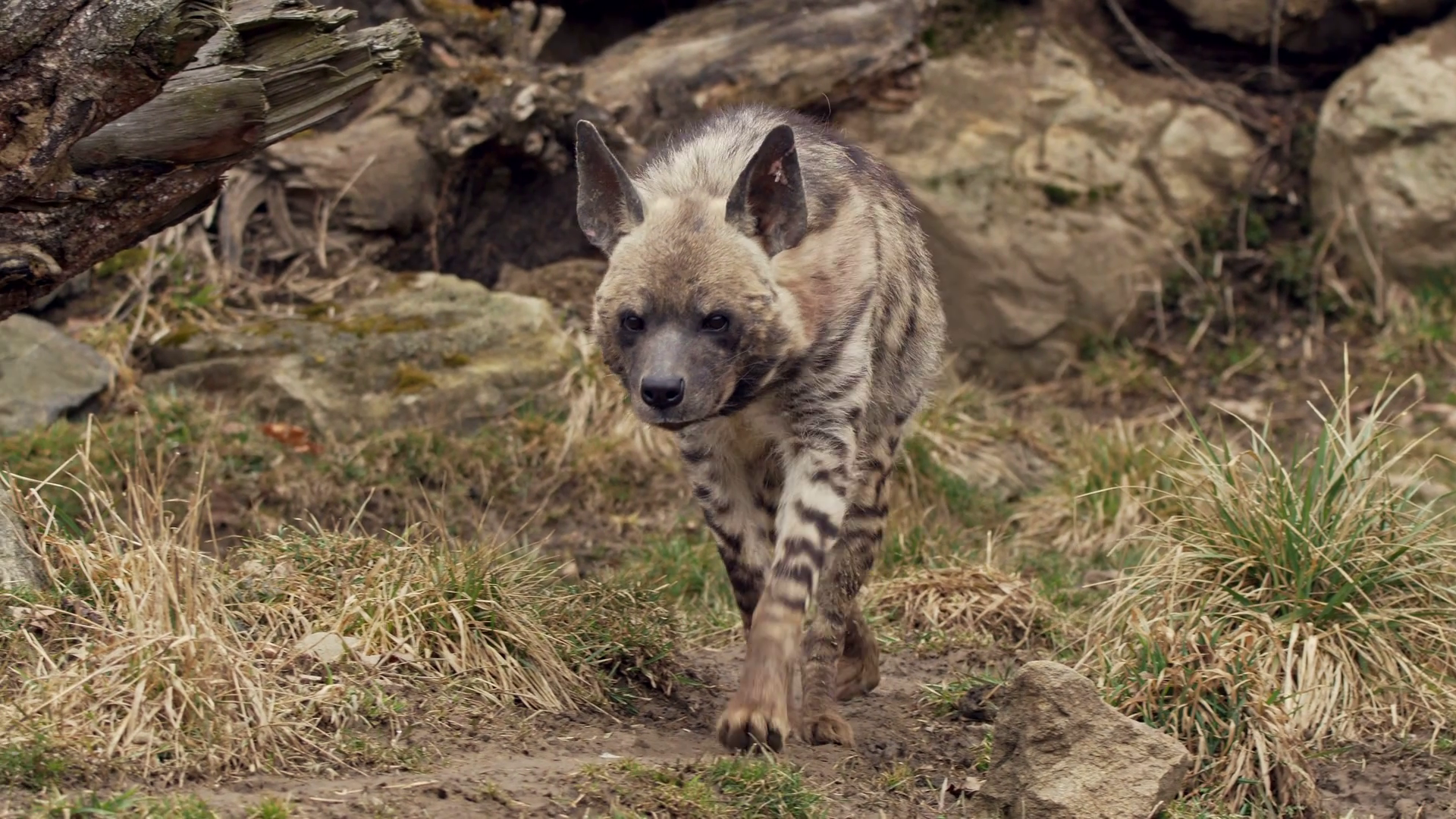 Striped Hyena, Download Wallpaper
