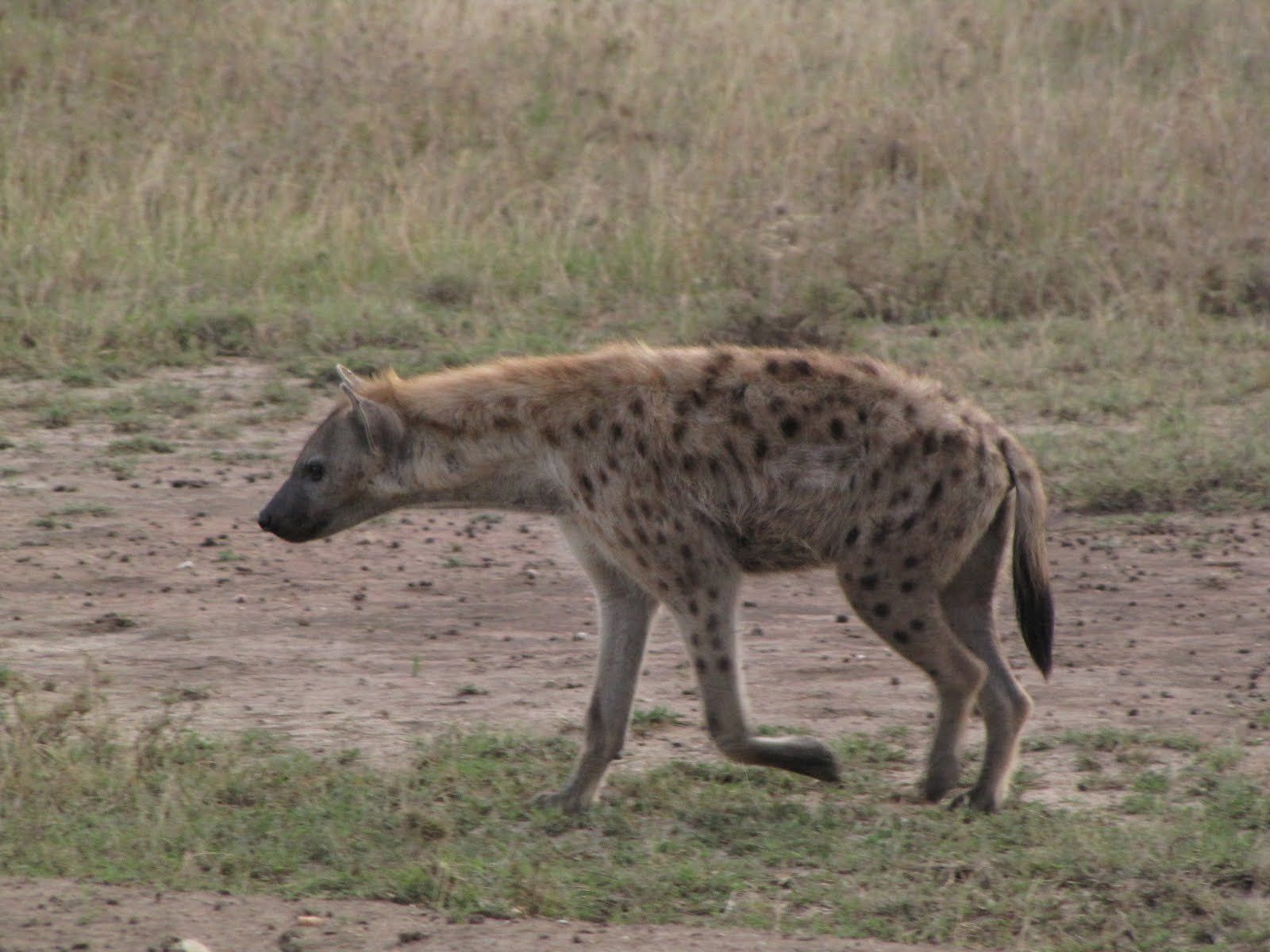 Nature, Animals, Hyenas, Spotted, Hyena Wallpaper Hyena