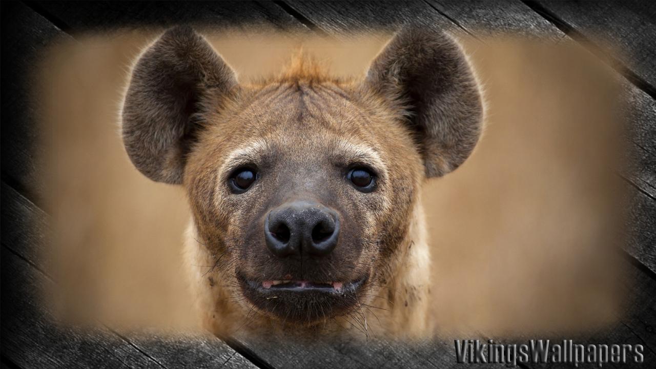 Hyena Wallpaper for Android