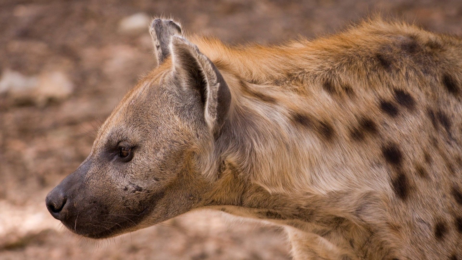 Hyena Wallpaper