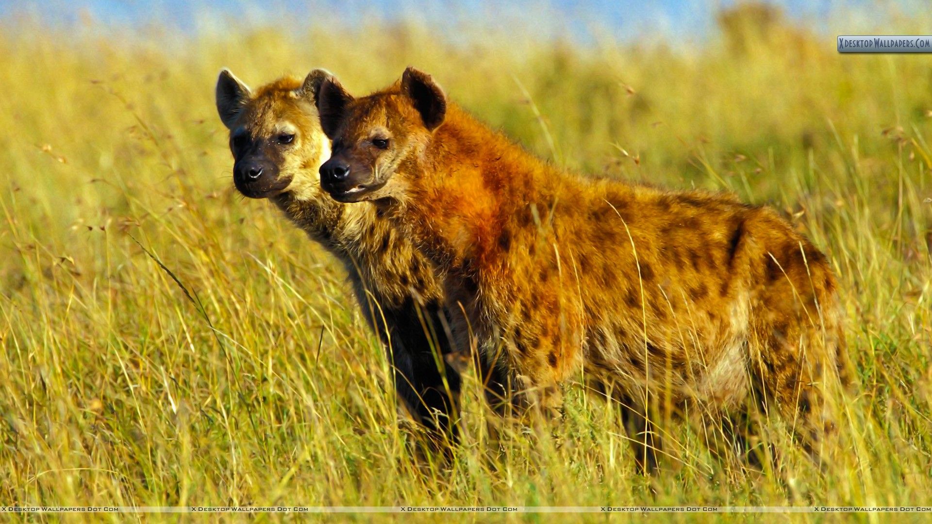 Free download Spotted Hyenas Masai Mara Kenya Wallpaper 1920x1080