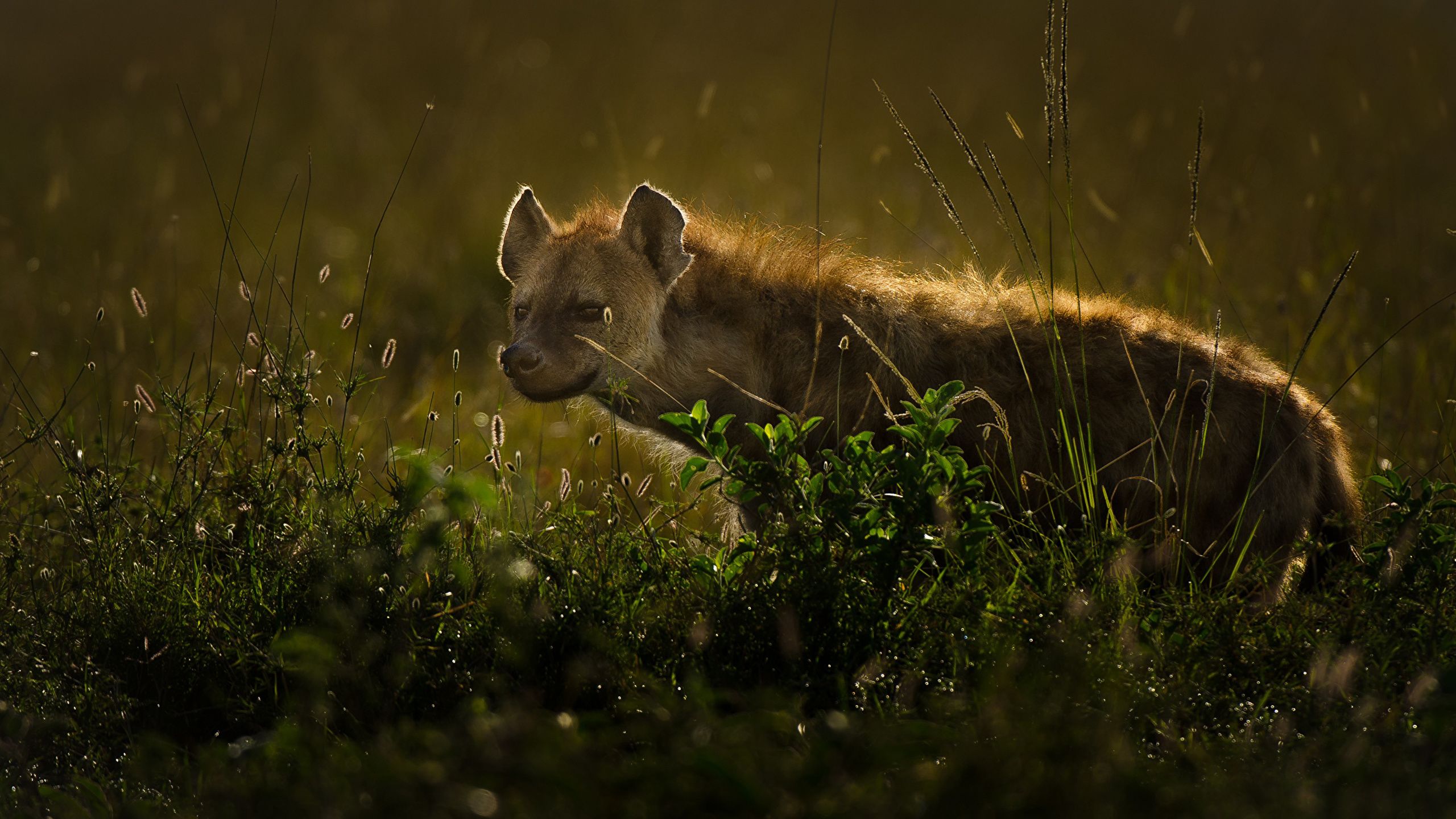 Photo Hyenas animal 2560x1440
