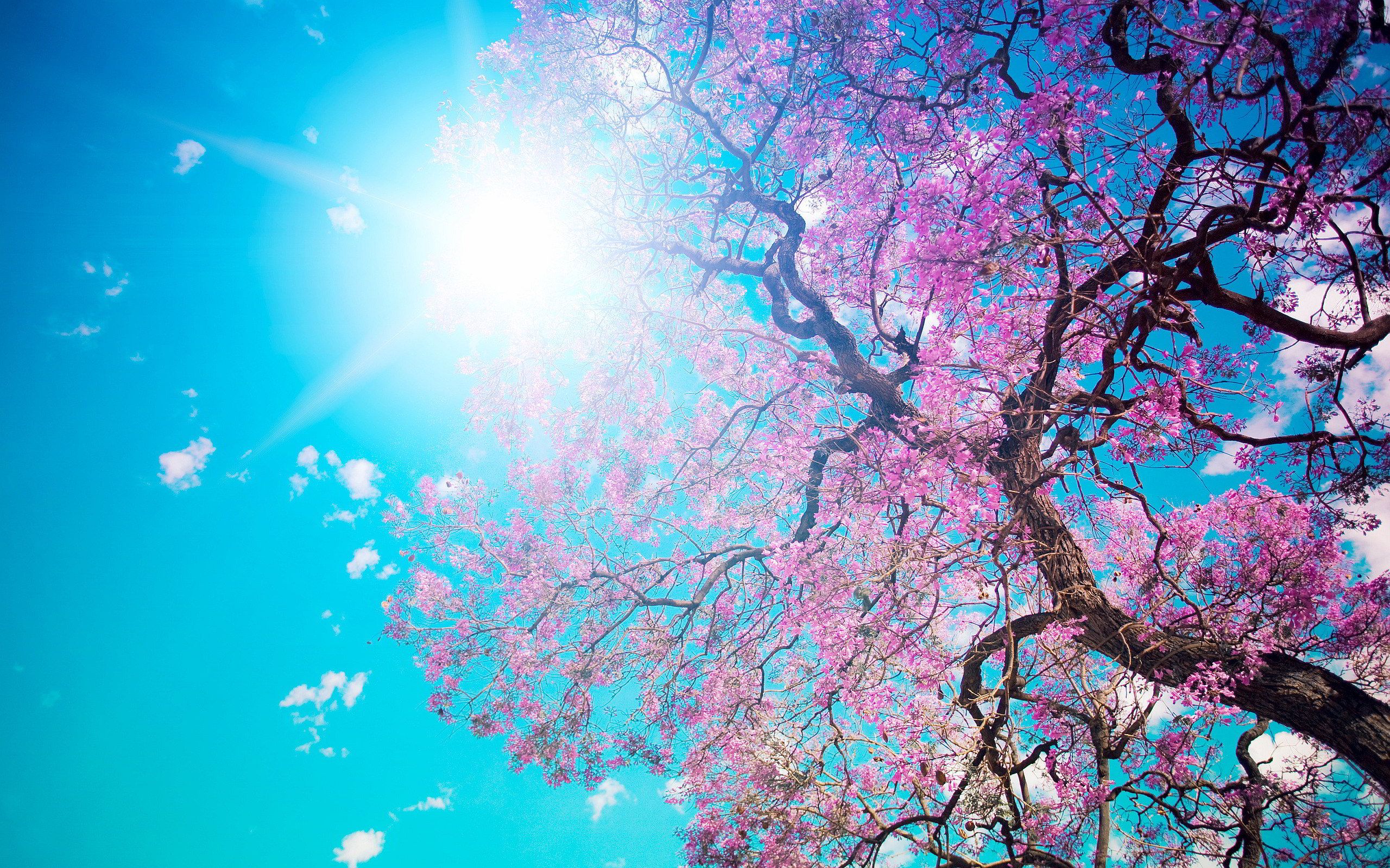 Sunny Spring Background → Nature Gallery