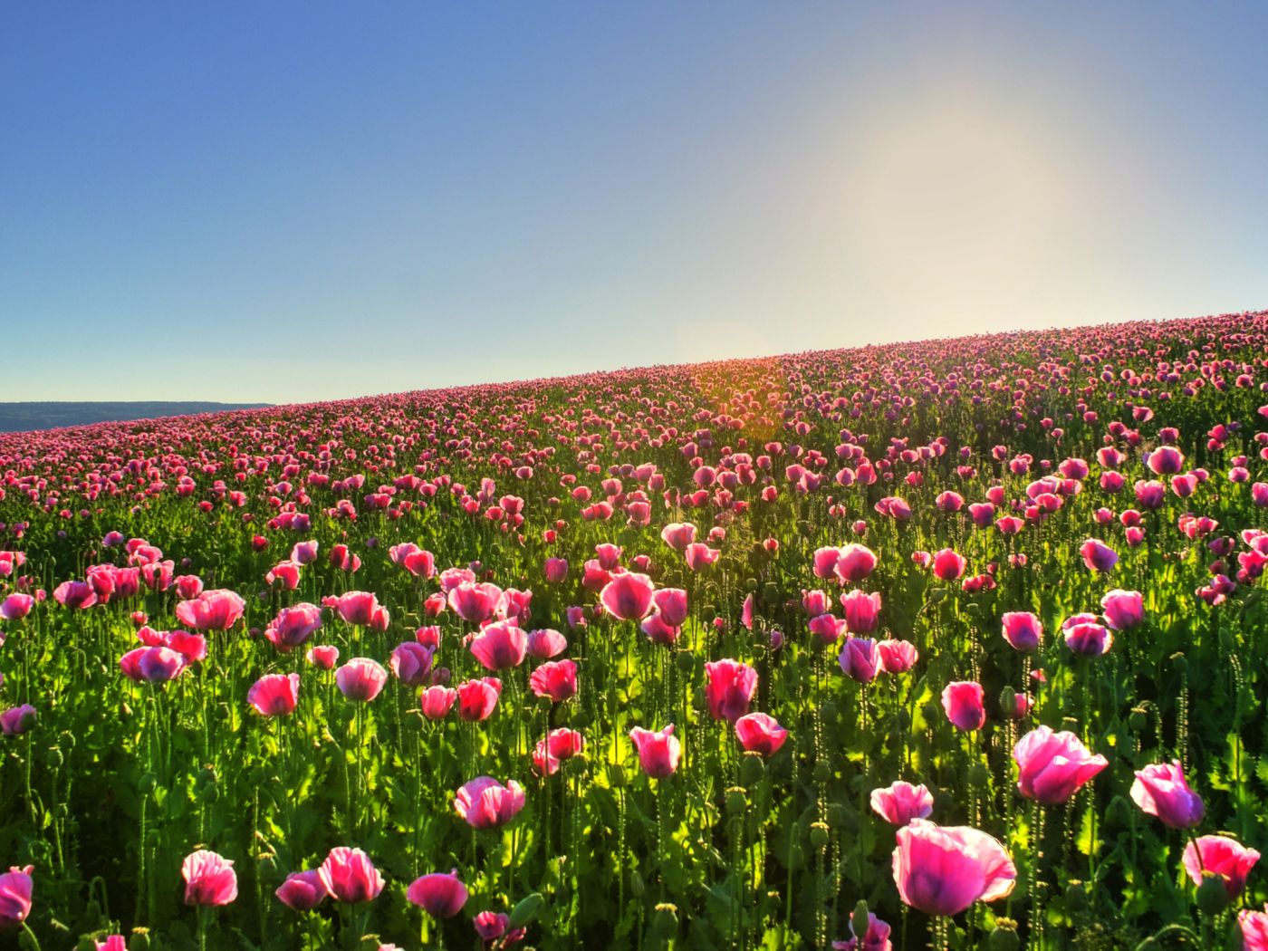 Sunny spring meadow Desktop wallpaper 1400x1050