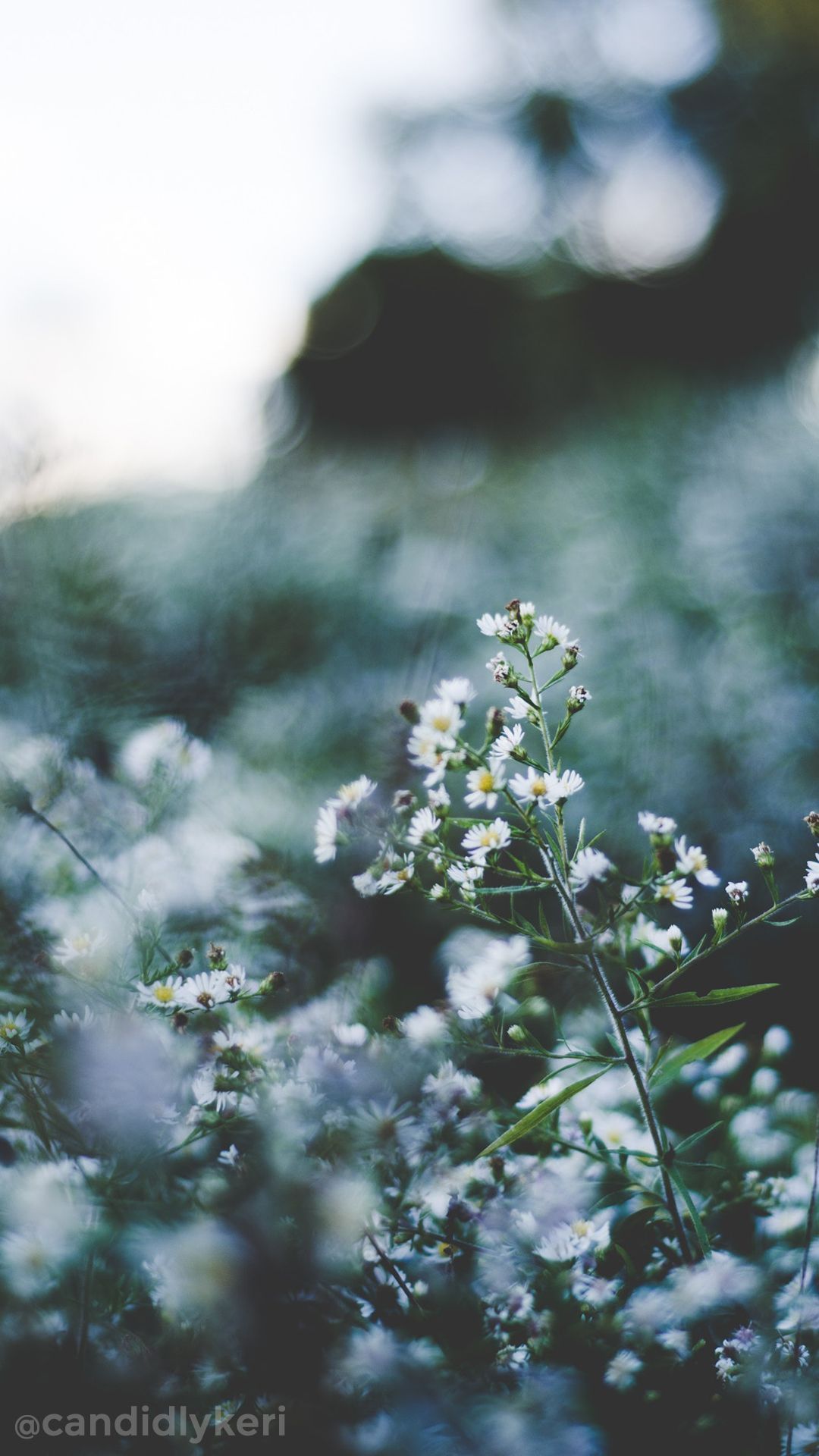 Baby's breath flower wallpaper you can download for free on