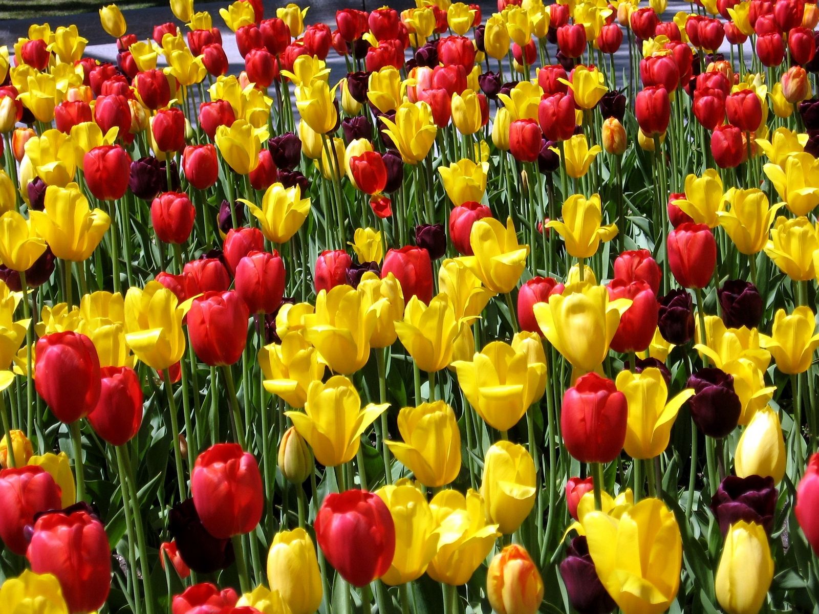 Download wallpaper 1600x1200 tulips, flowers, different, sunny